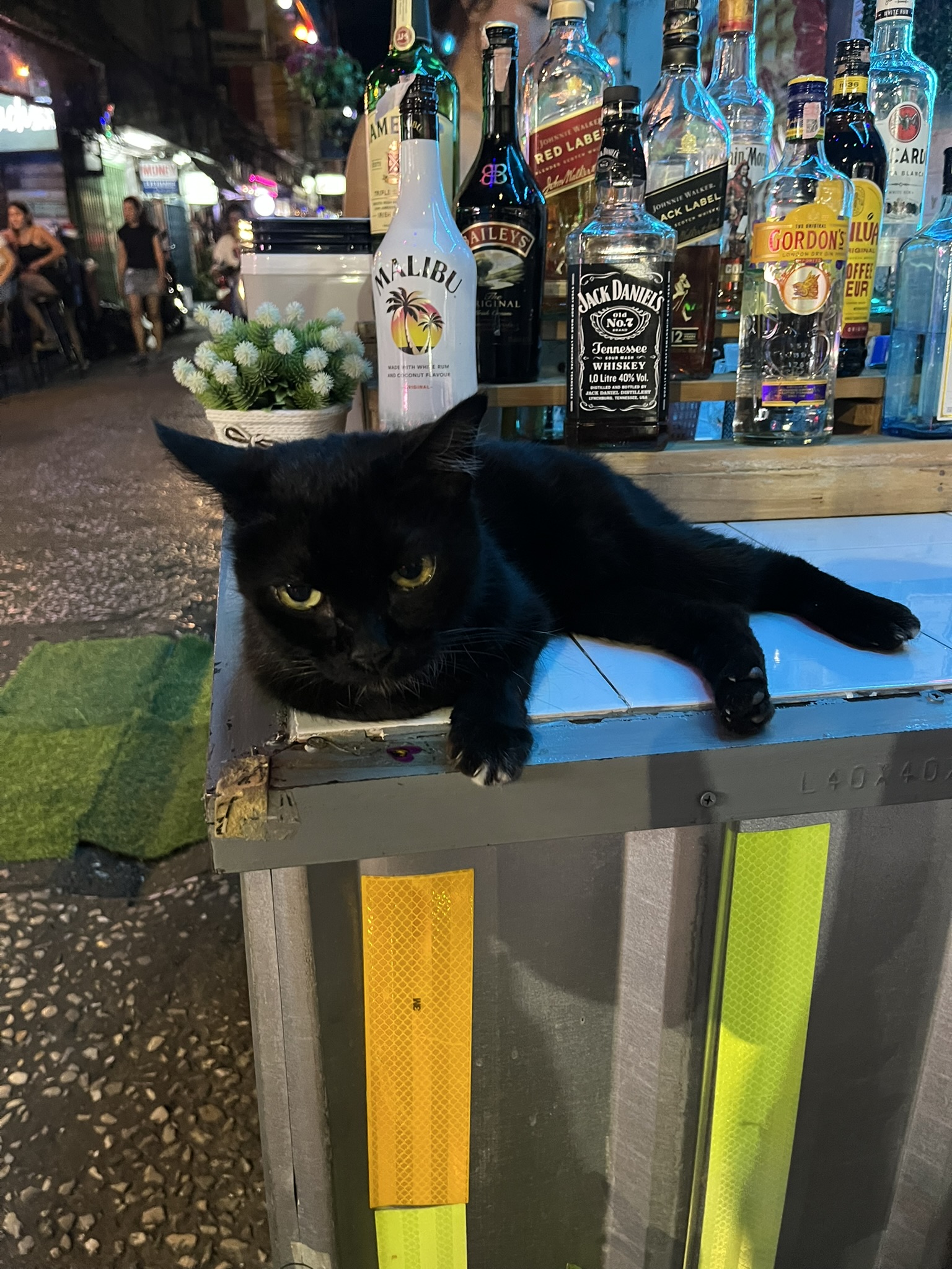 Cats of Bangkok