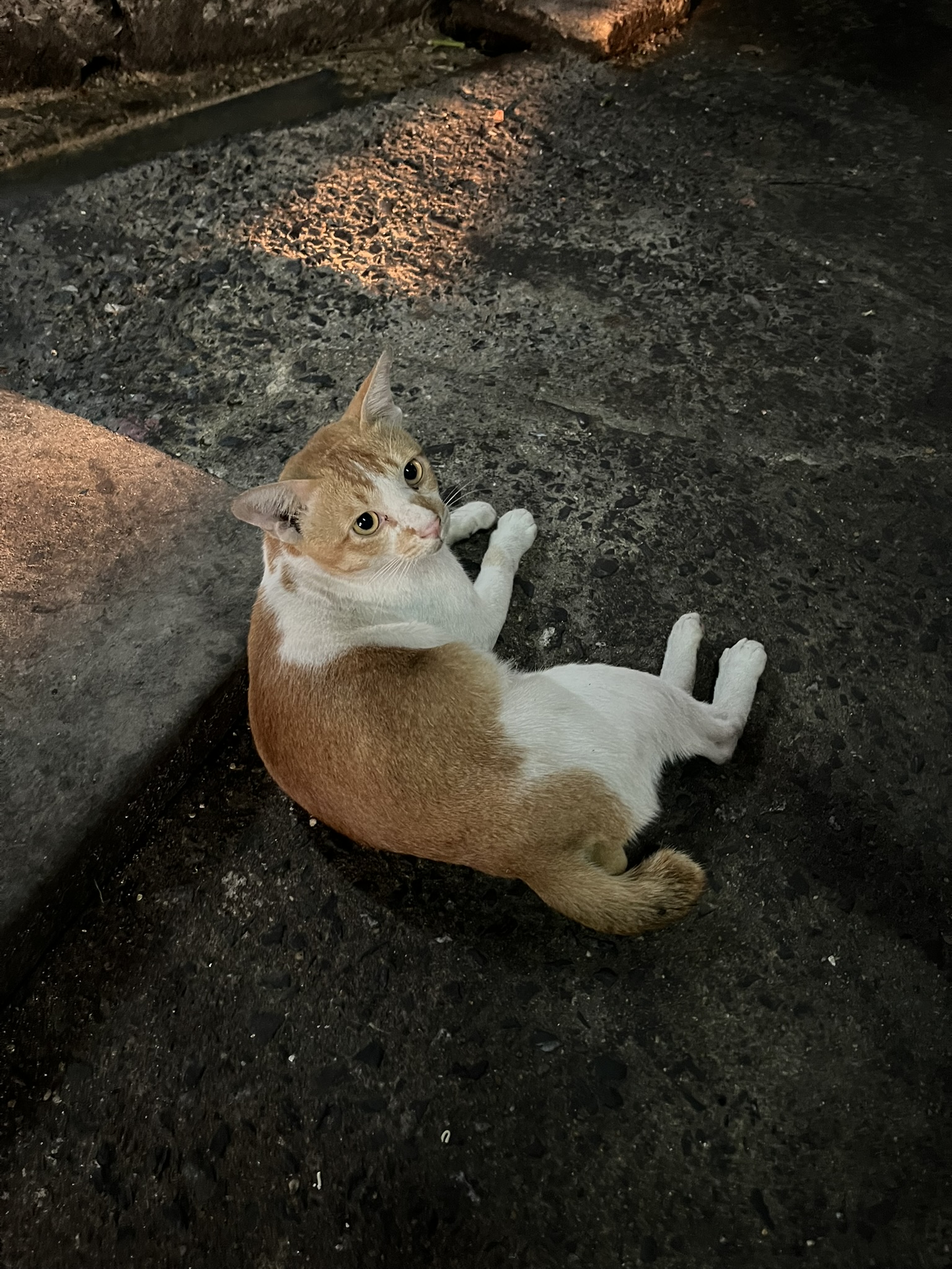 Cat in Bangkok