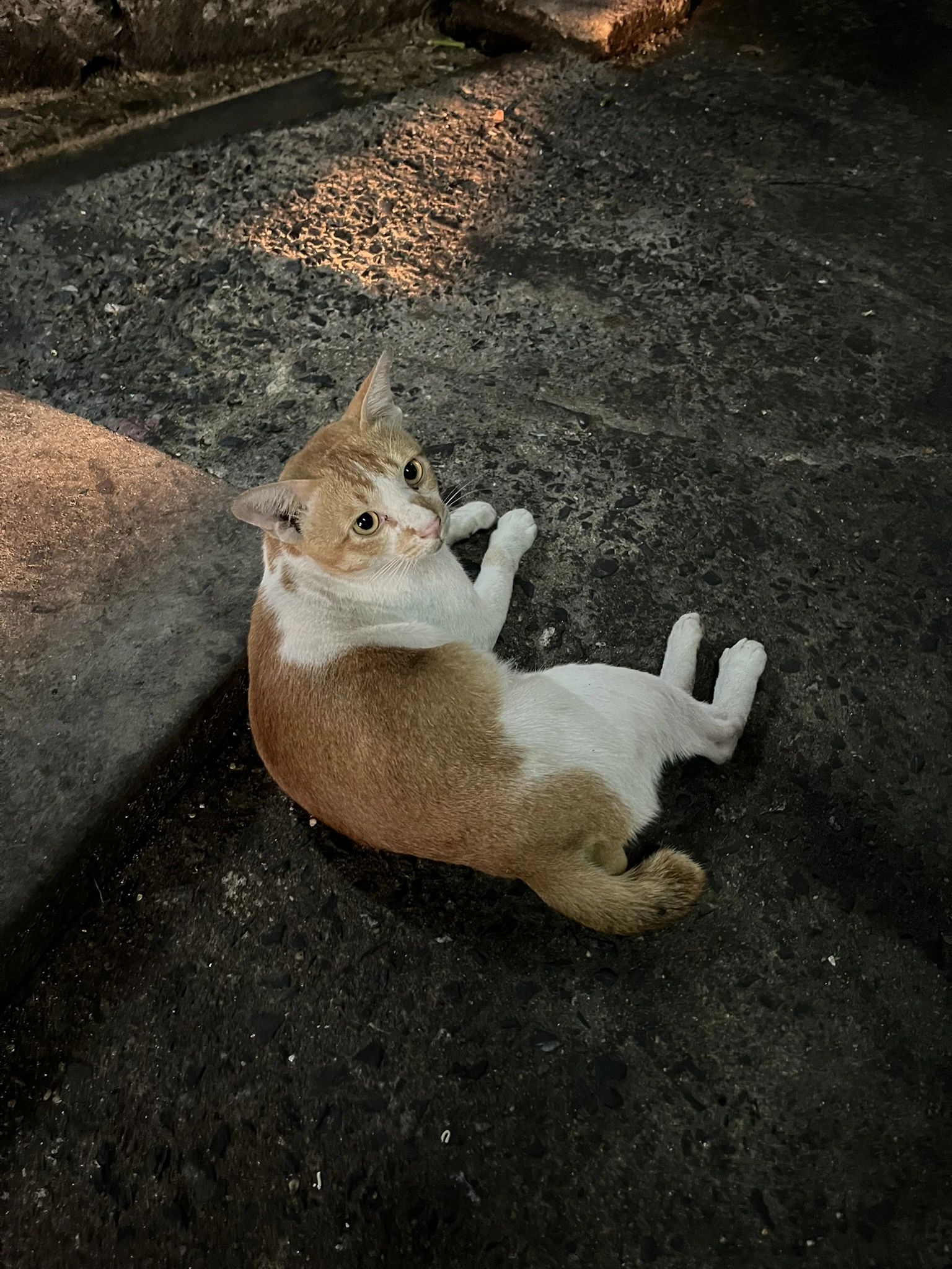 Cat in Bangkok