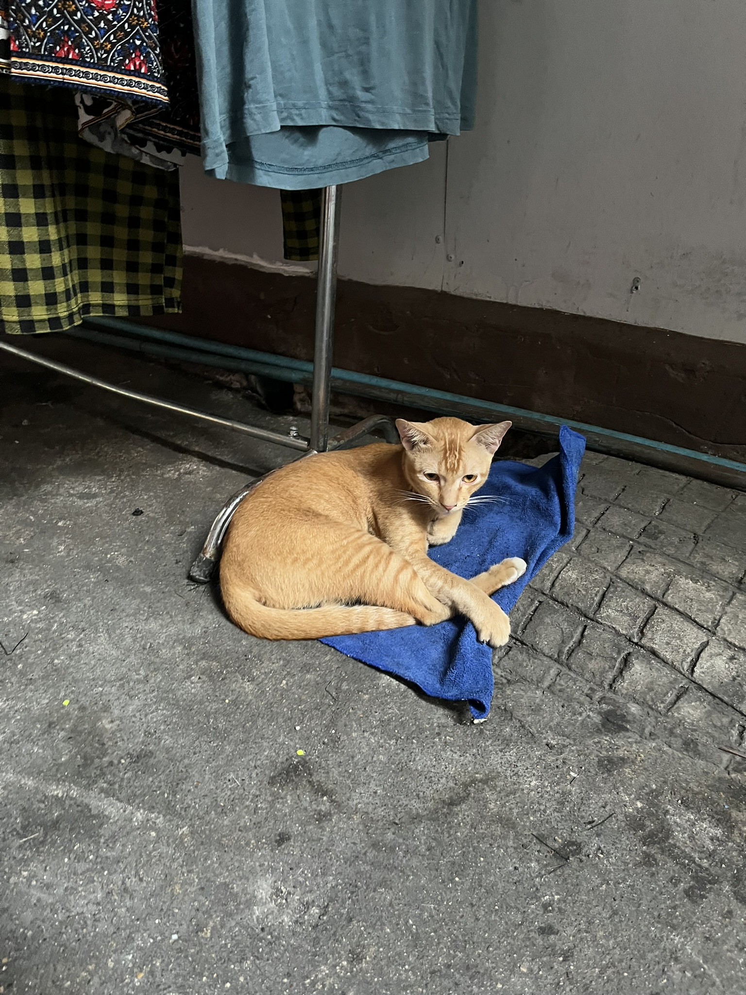 Cat in Bangkok