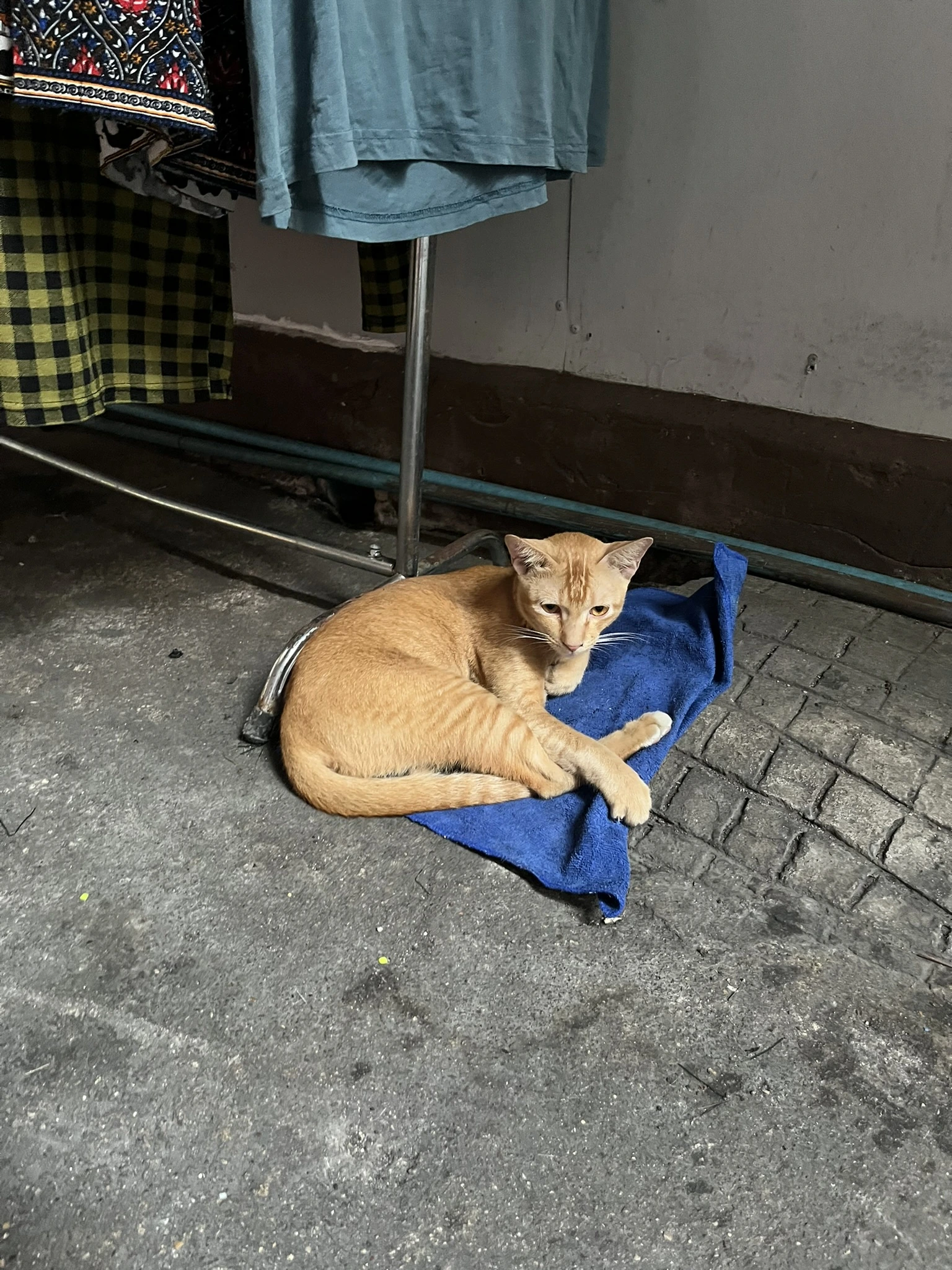 Cat in Bangkok