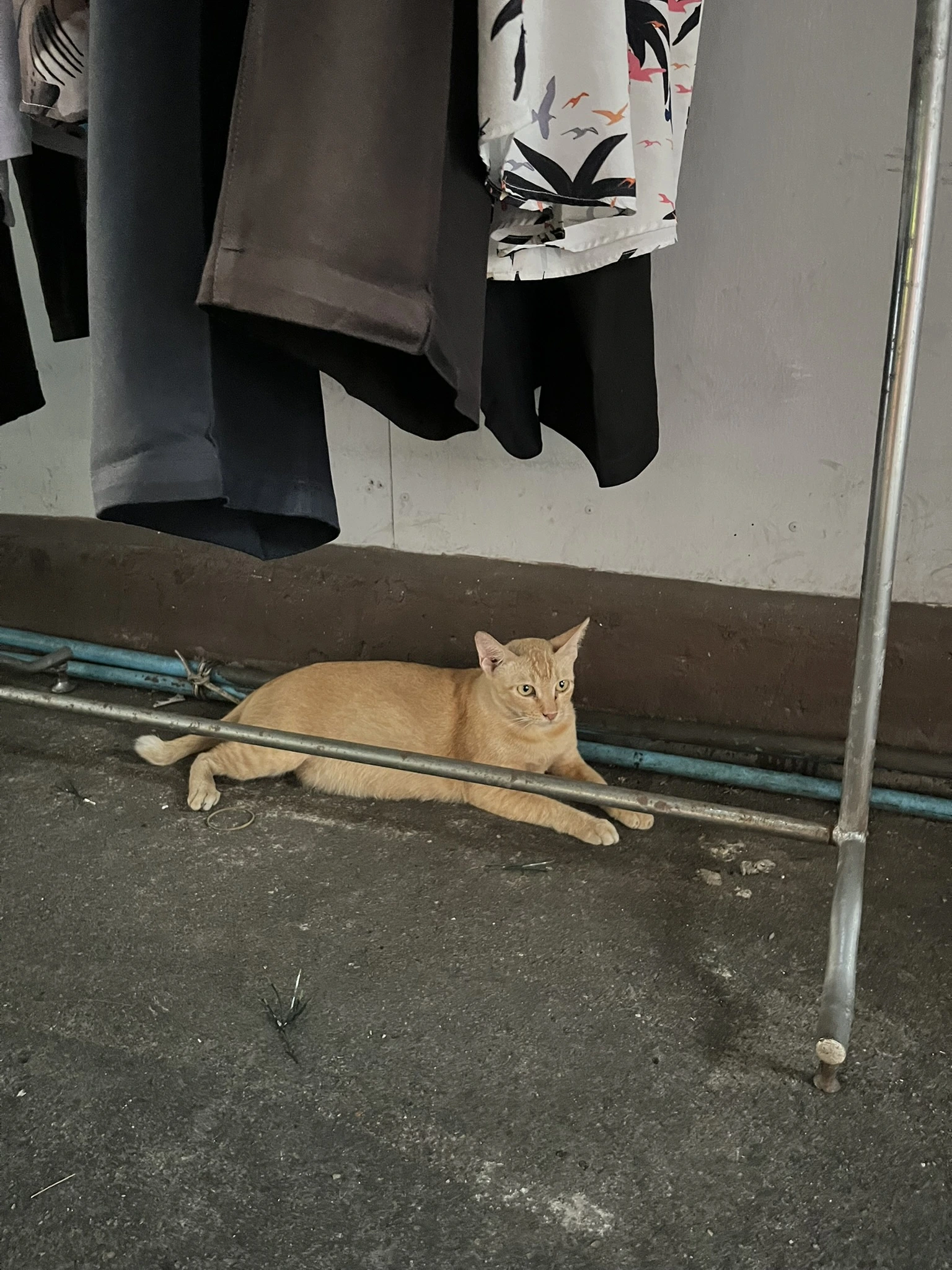 Cat in Bangkok
