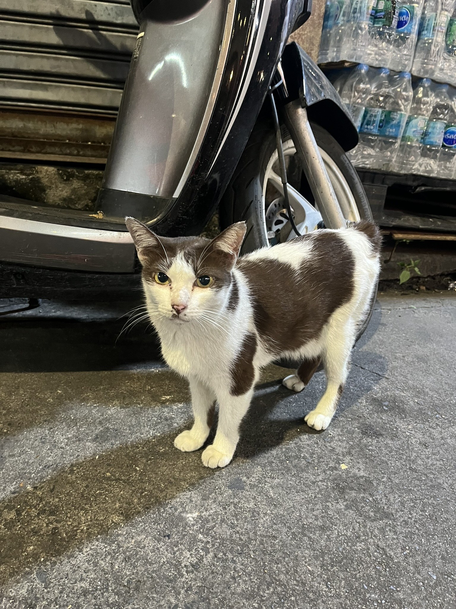 Cat in Bangkok