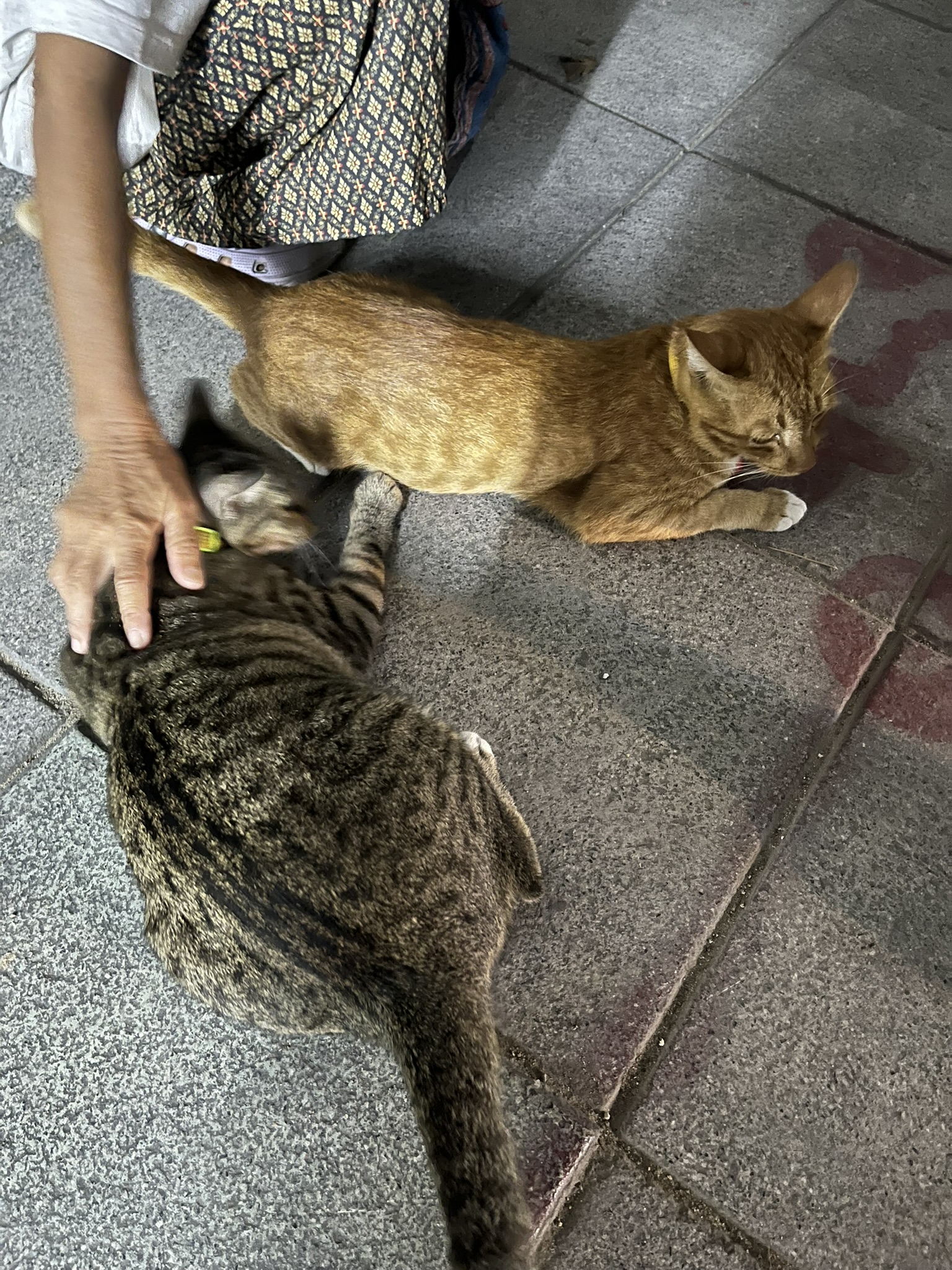 Cat in Bangkok