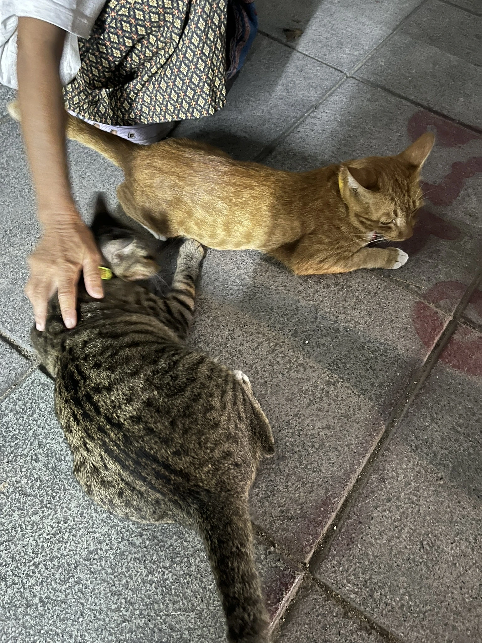 Cat in Bangkok