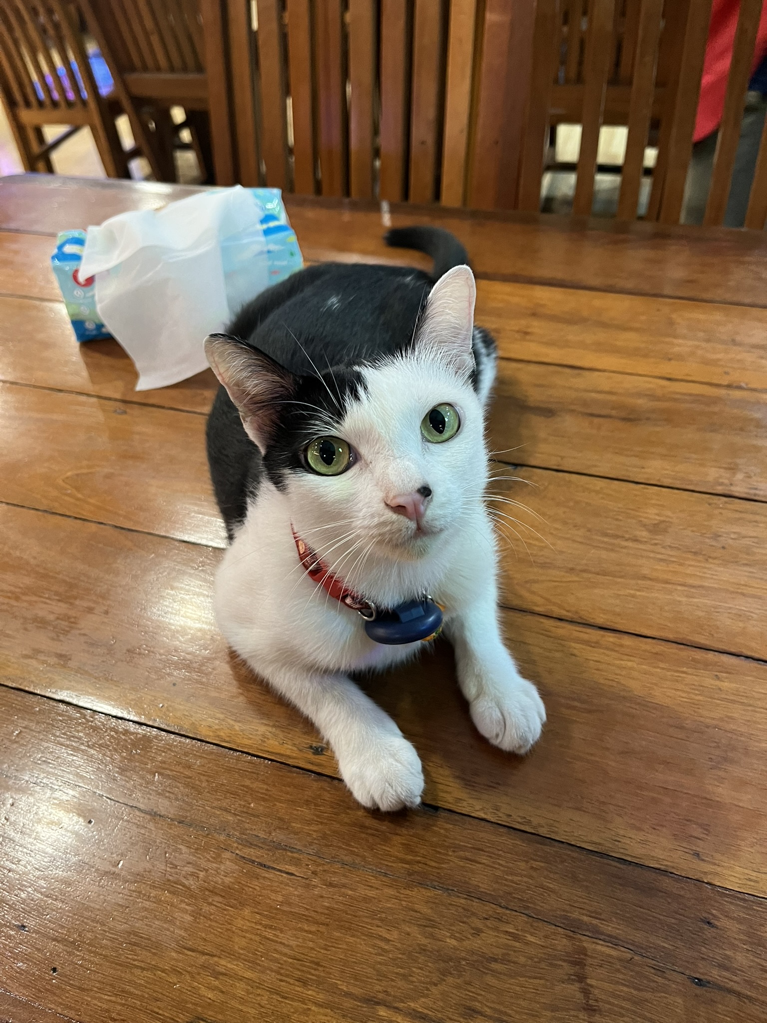 Cat in Bangkok