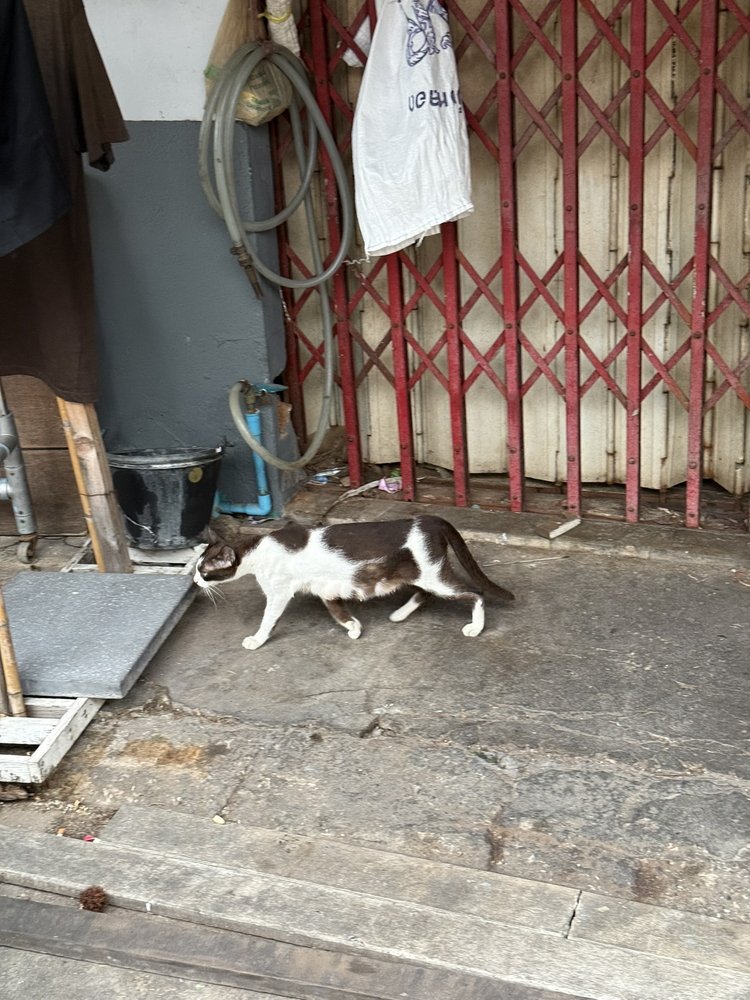 Cat in Bangkok