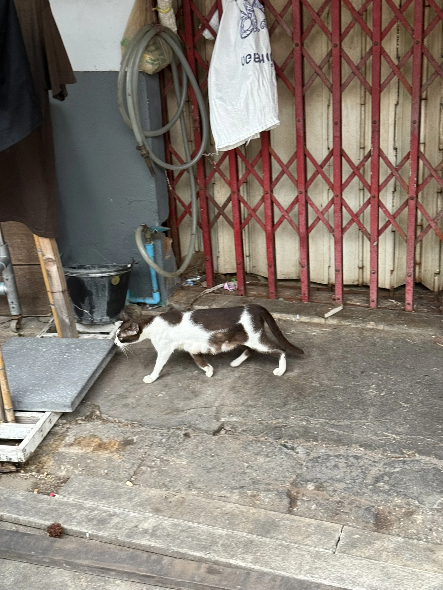 Cat in Bangkok