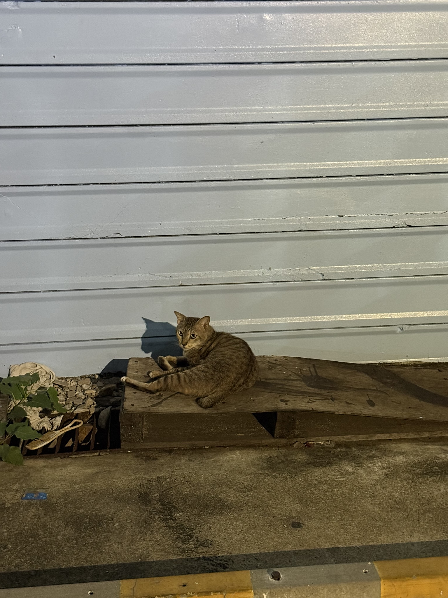 Cat in Bangkok