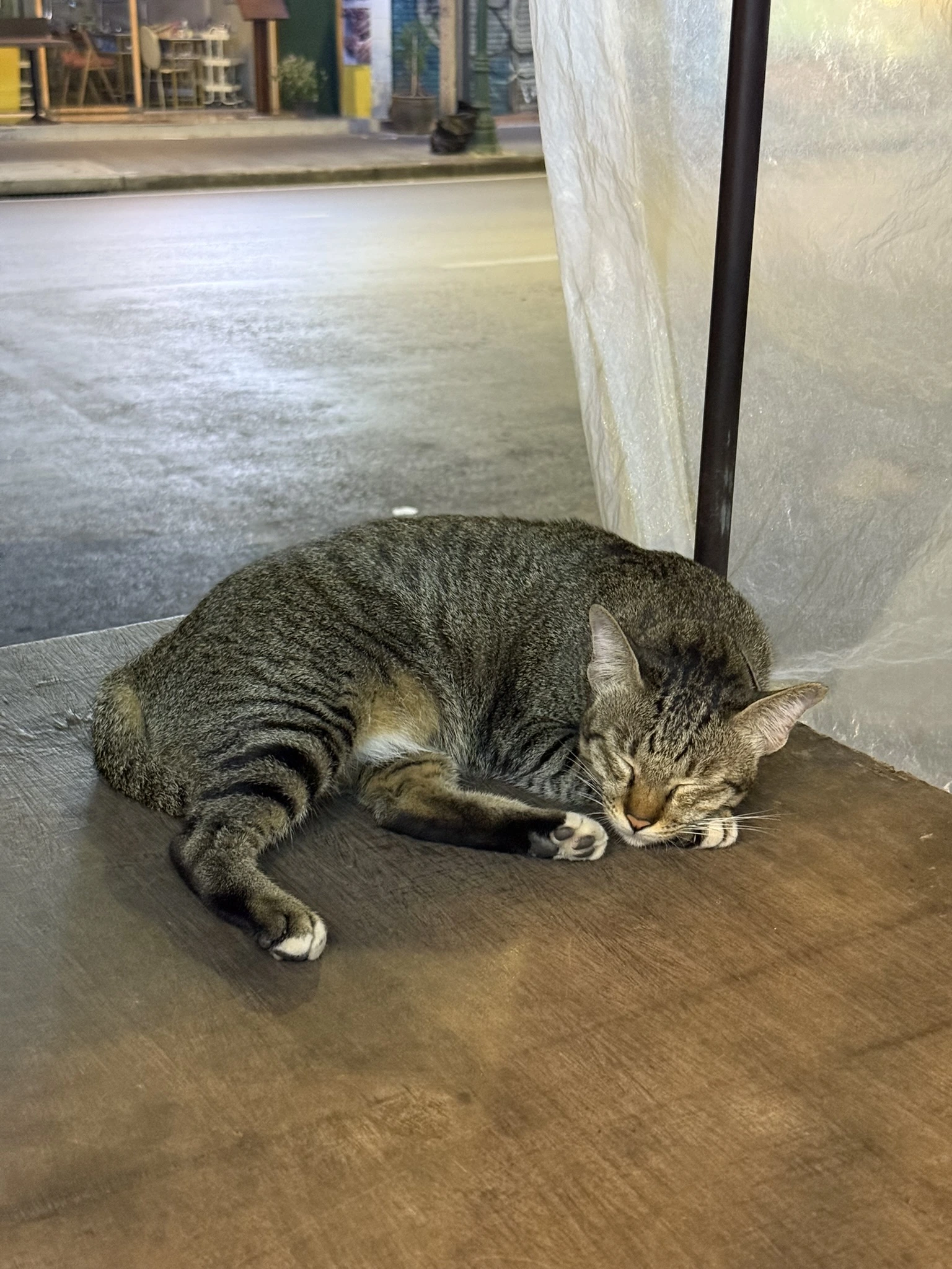 Cat in Bangkok