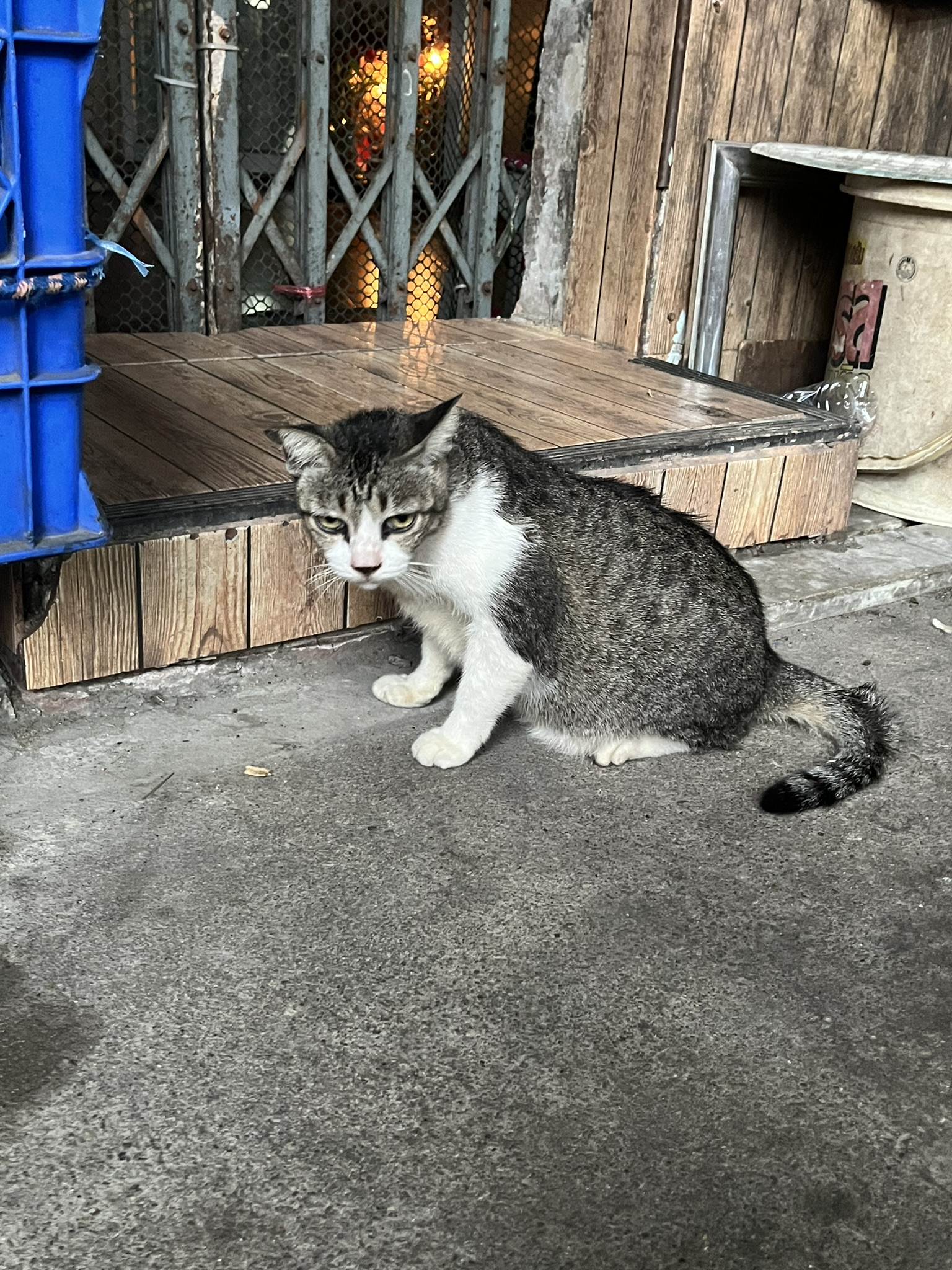 Cat in Bangkok