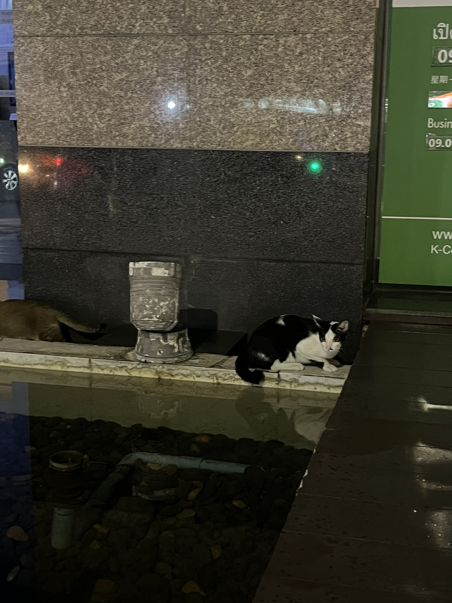Cat in Bangkok