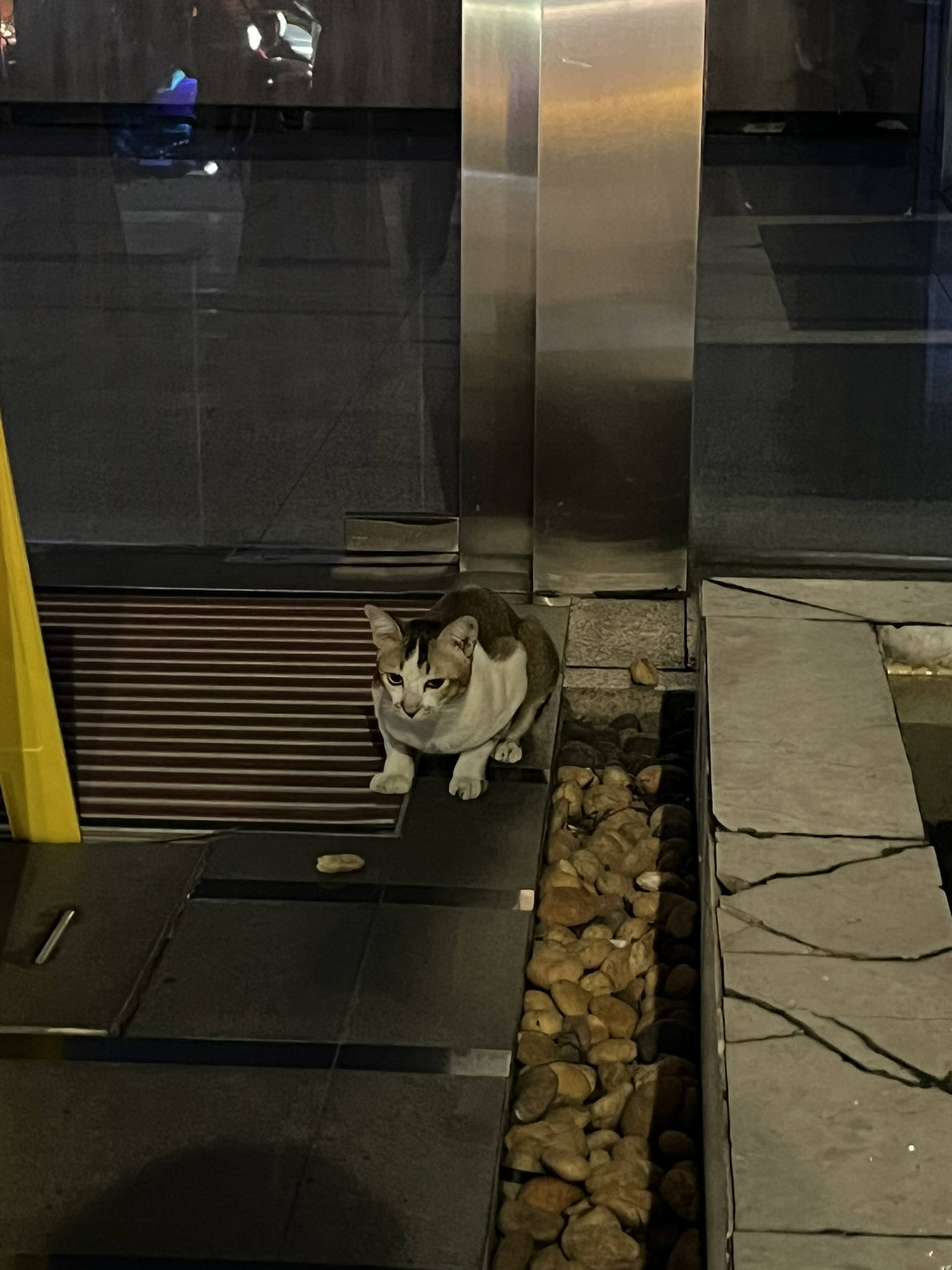 Cat in Bangkok