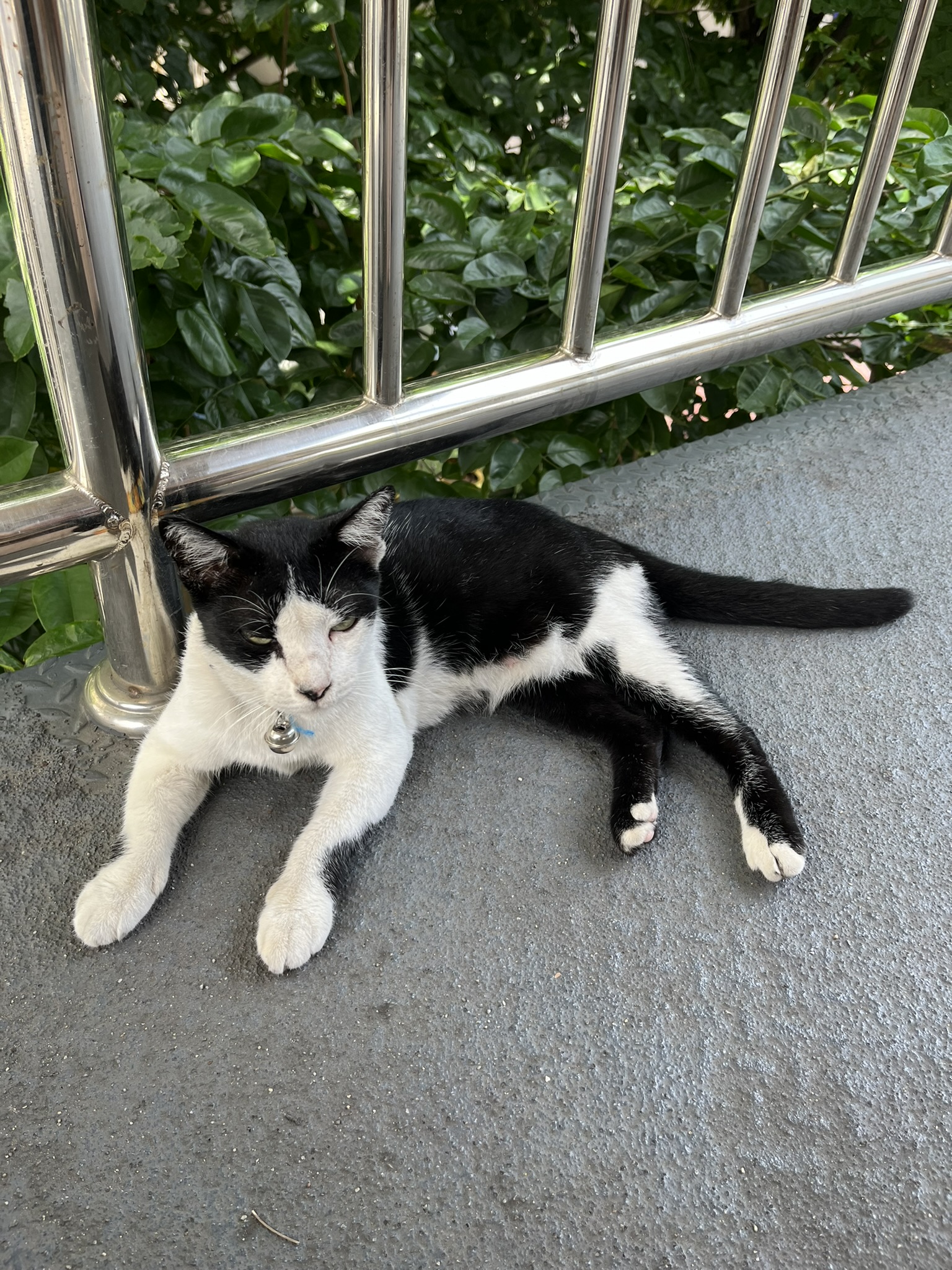 Cat in Bangkok