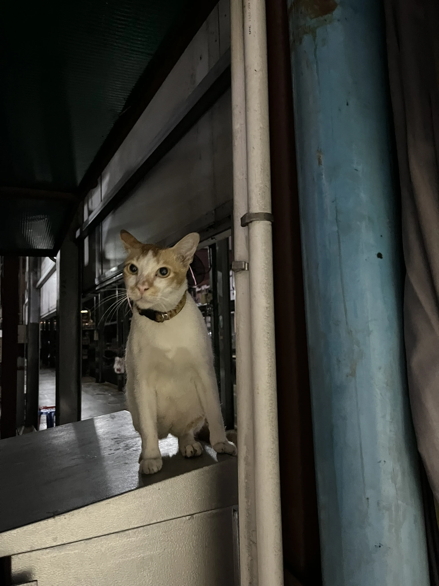 Cat in Bangkok