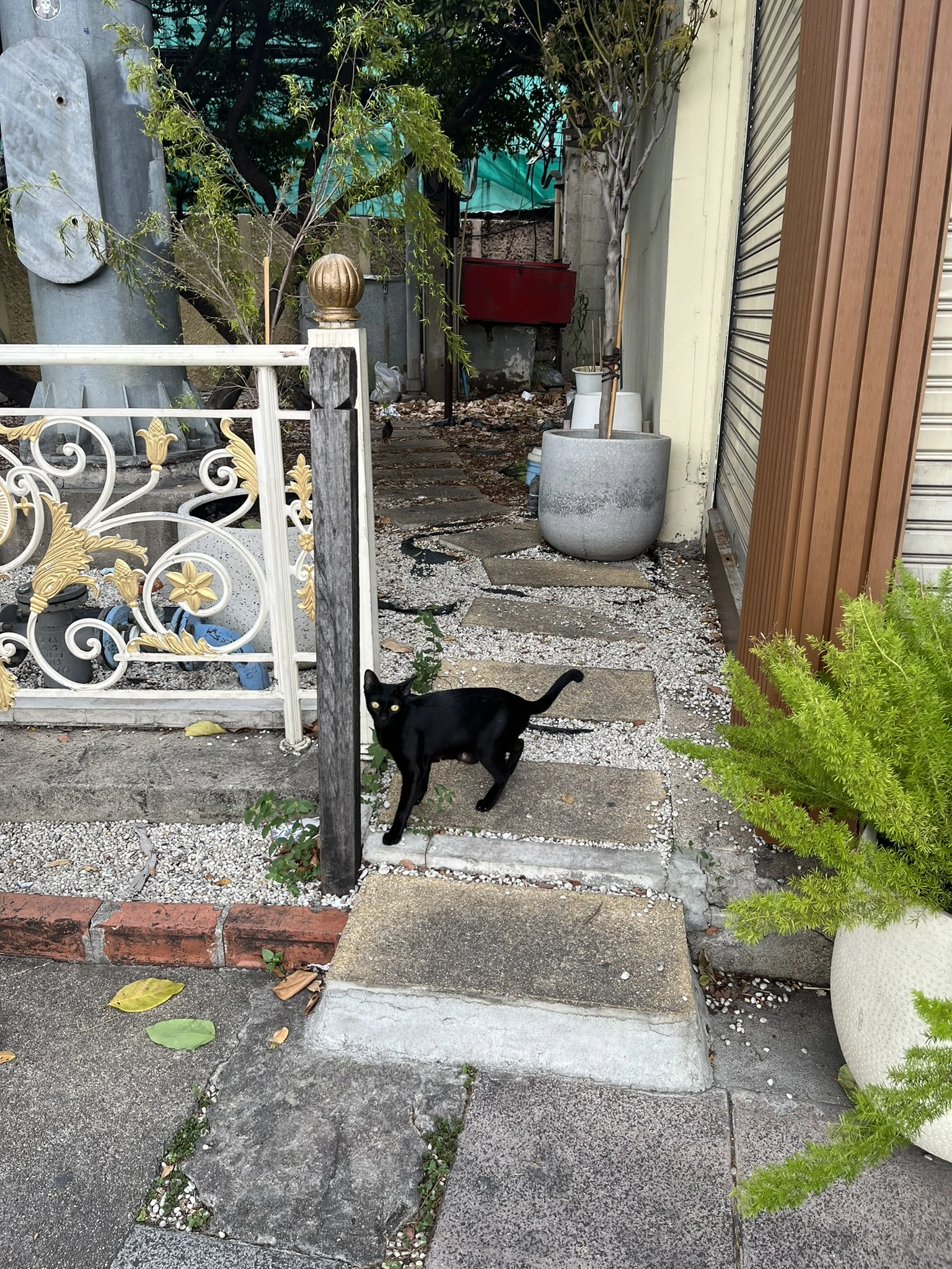Cat in Bangkok