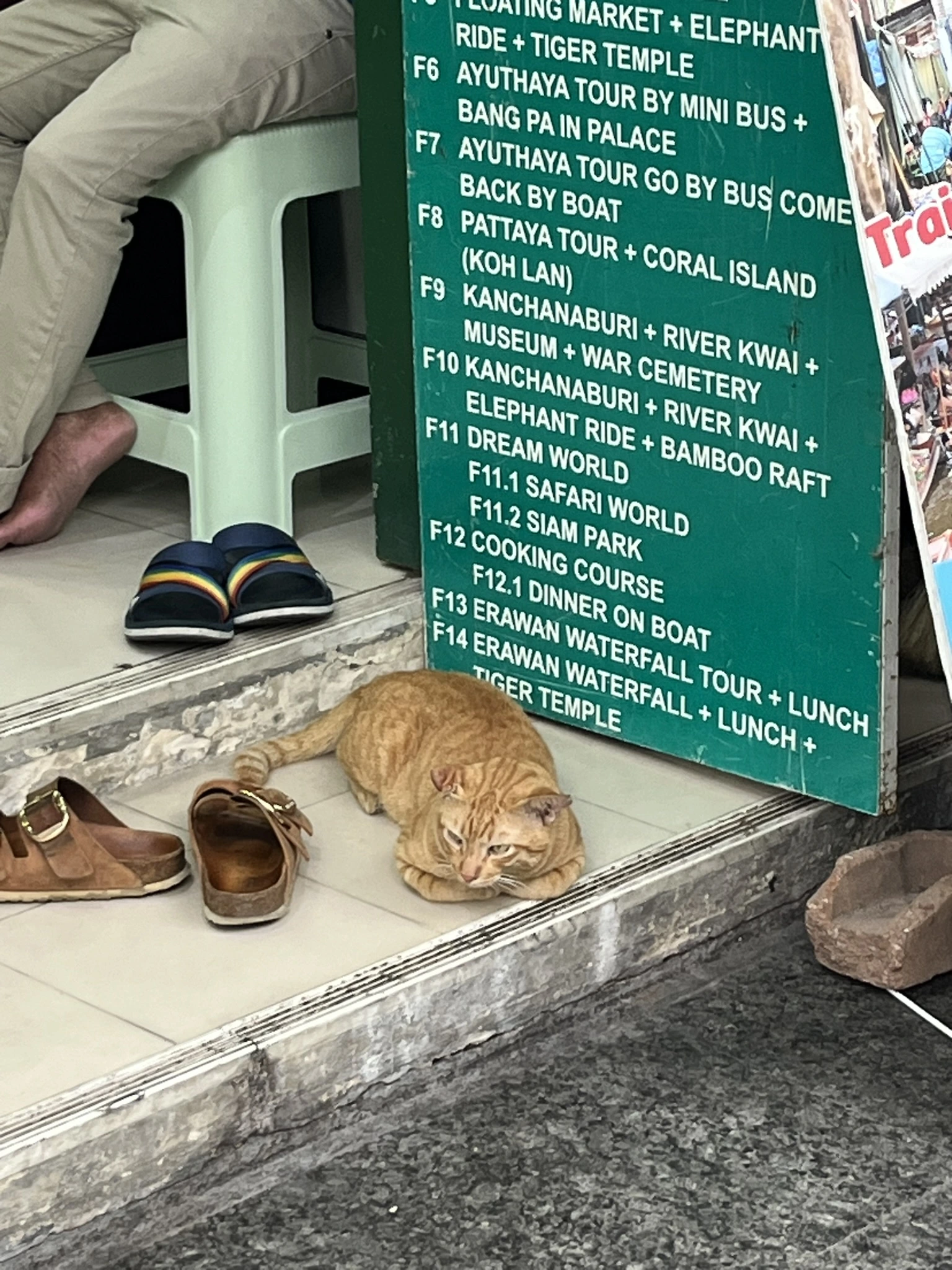 Cat in Bangkok