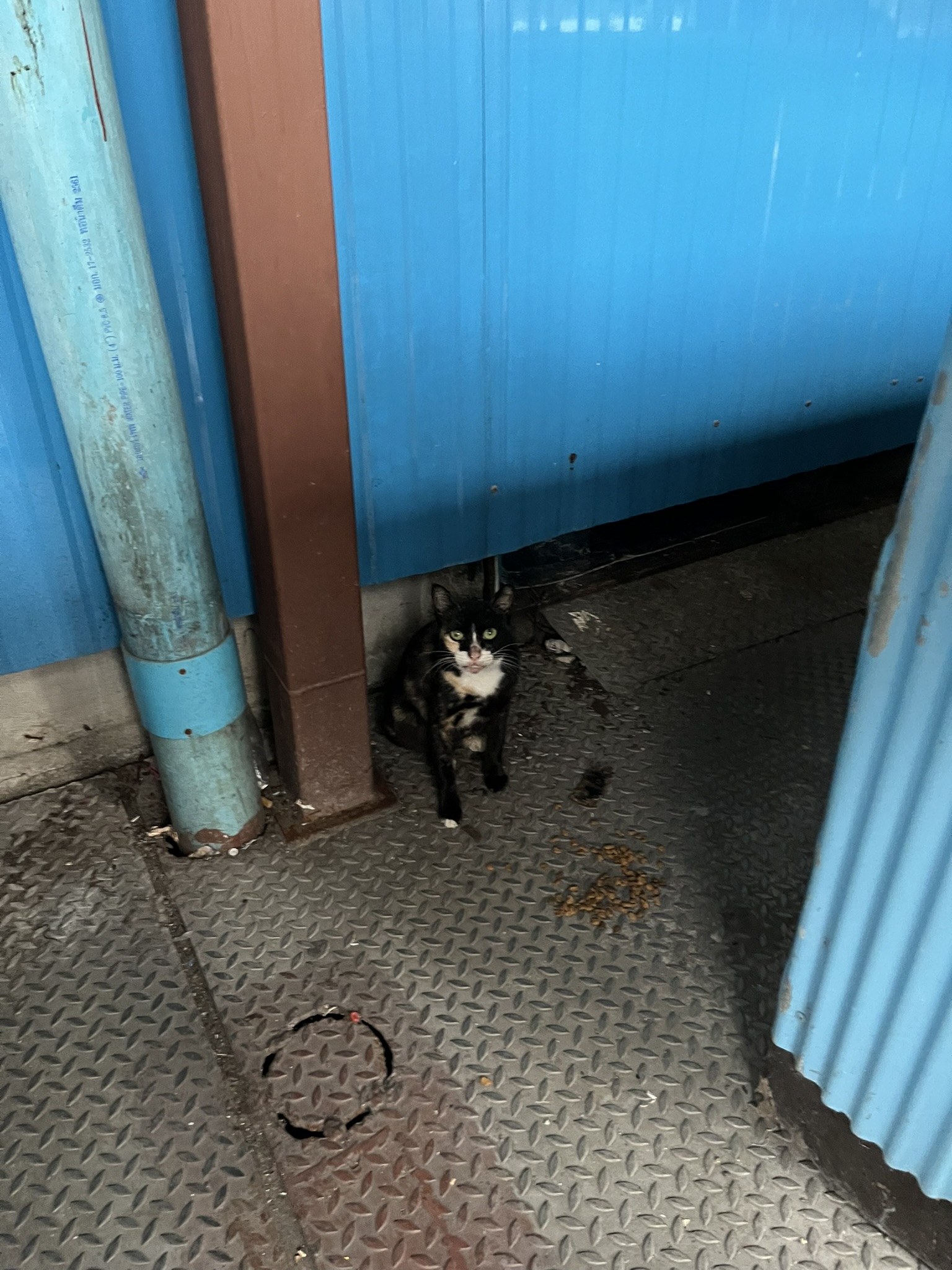 Cat in Bangkok
