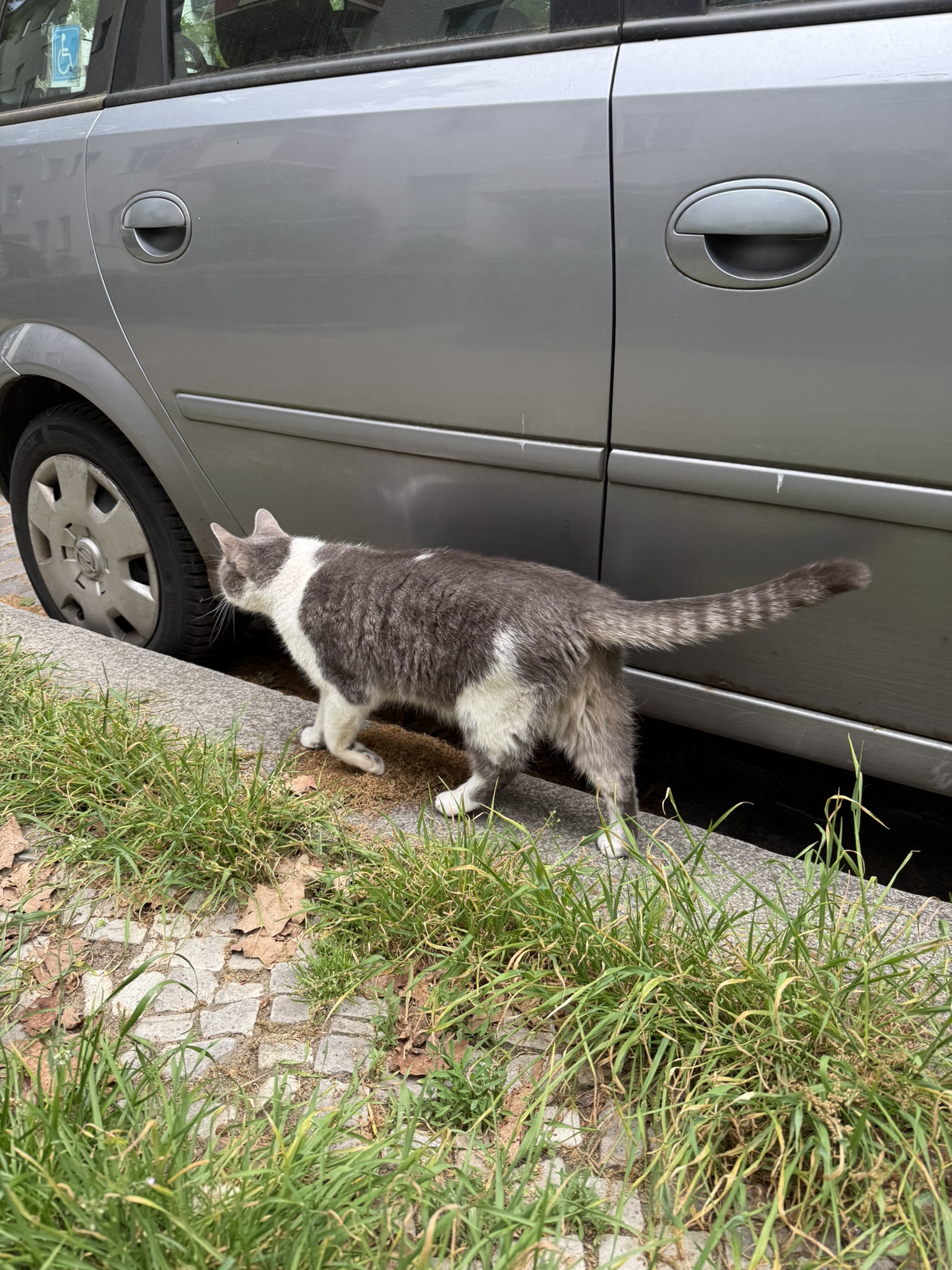 Cats of Berlin