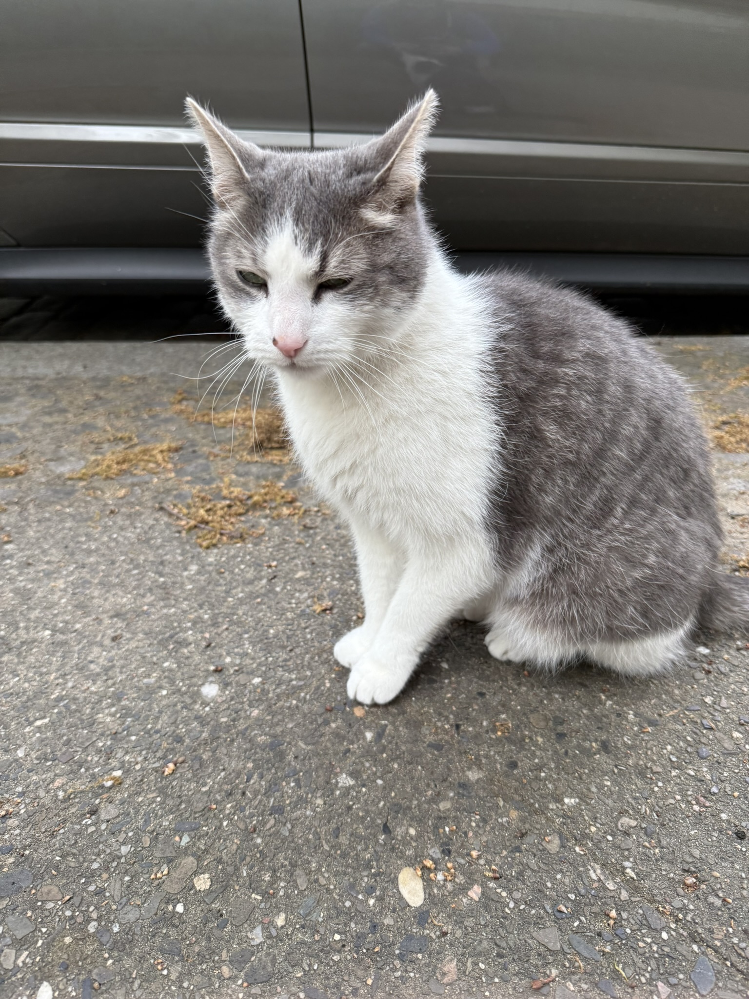 Cat in Berlin