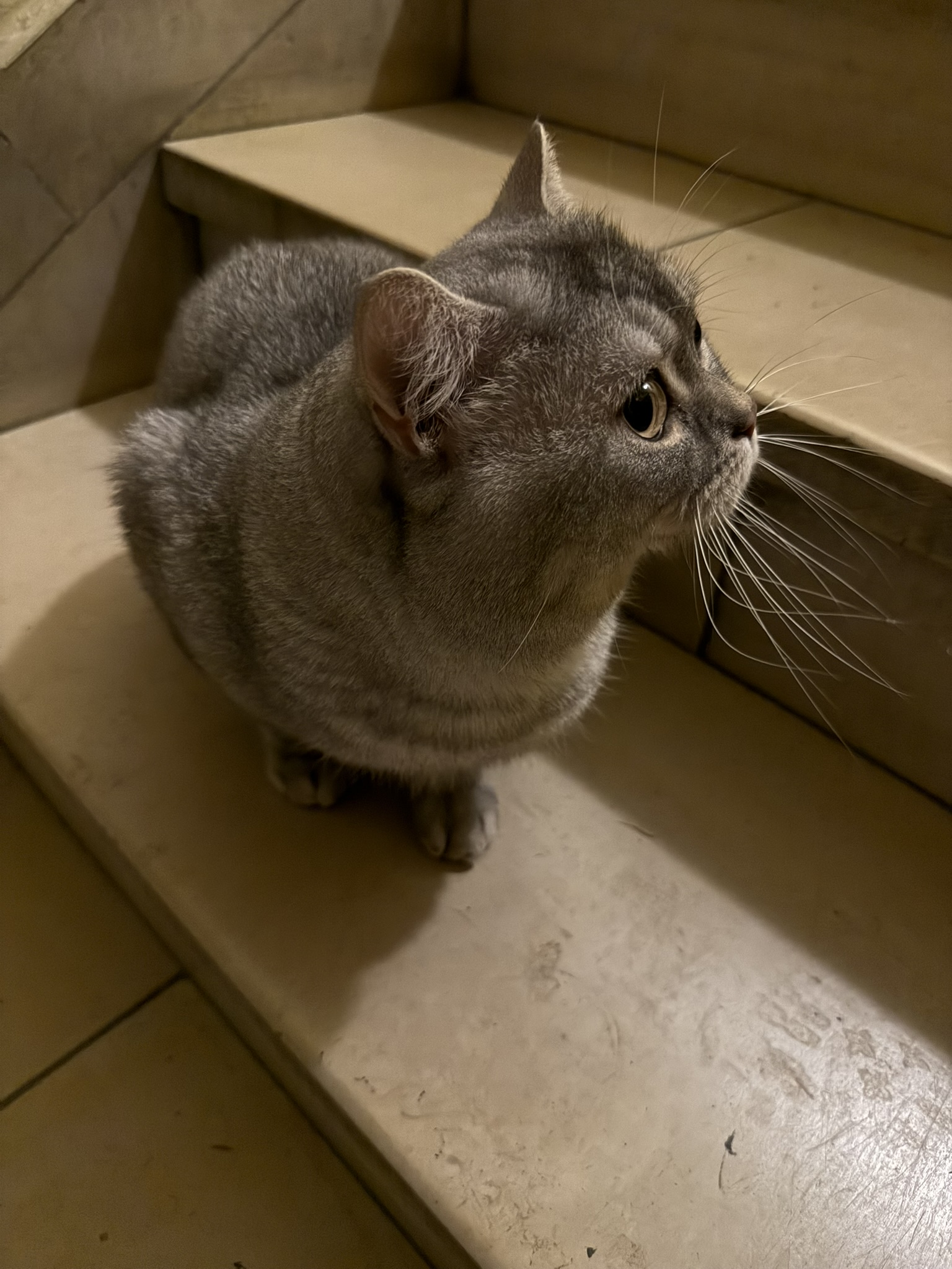 Cat in Berlin