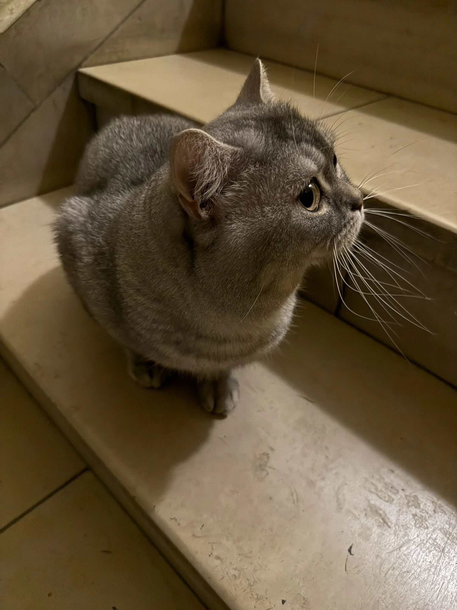Cat in Berlin