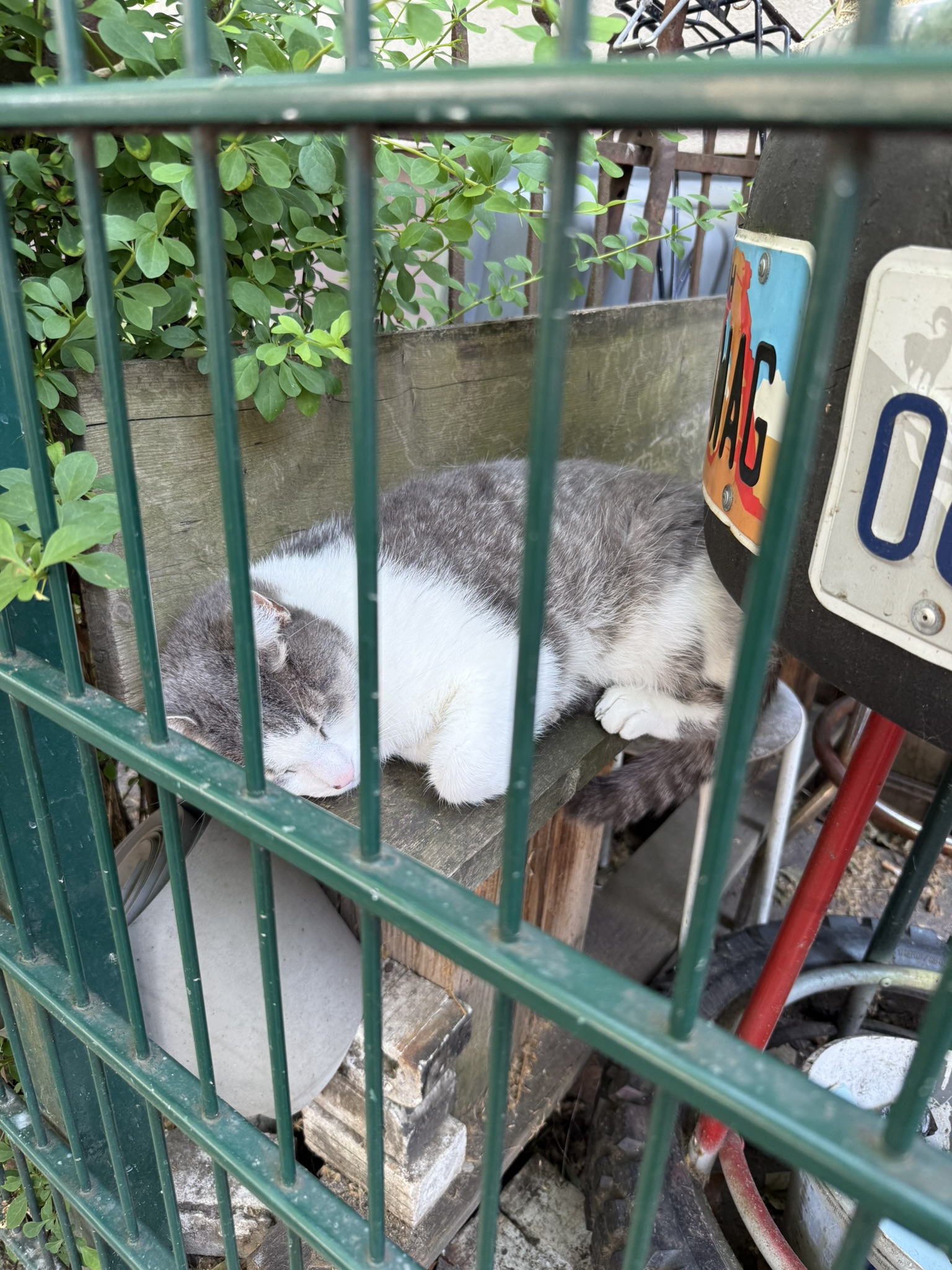 Cat in Berlin