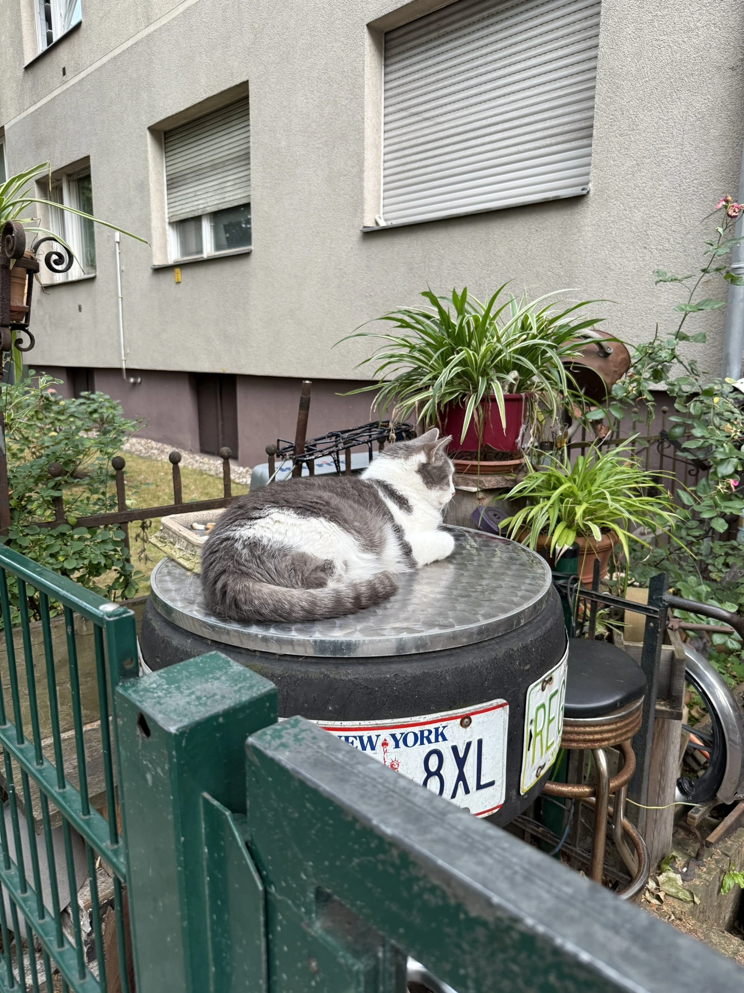 Cat in Berlin