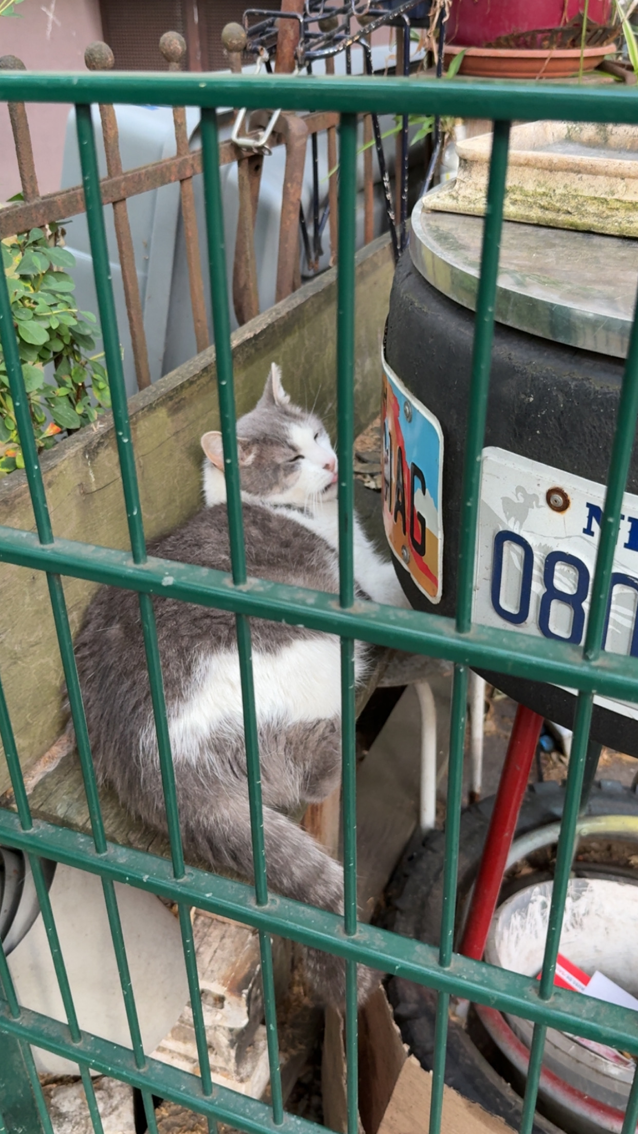 Cat in Berlin