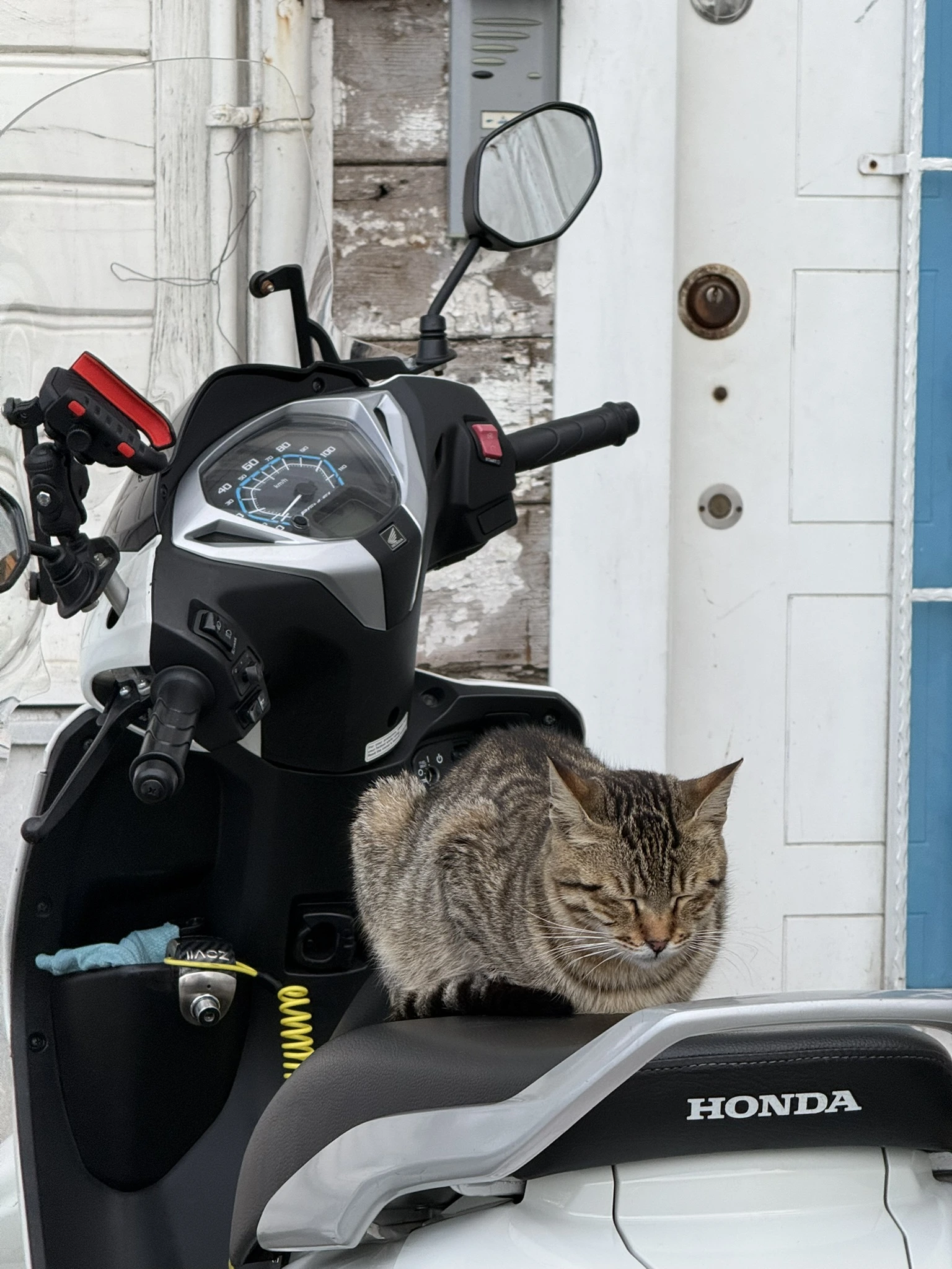Cat in Istanbul