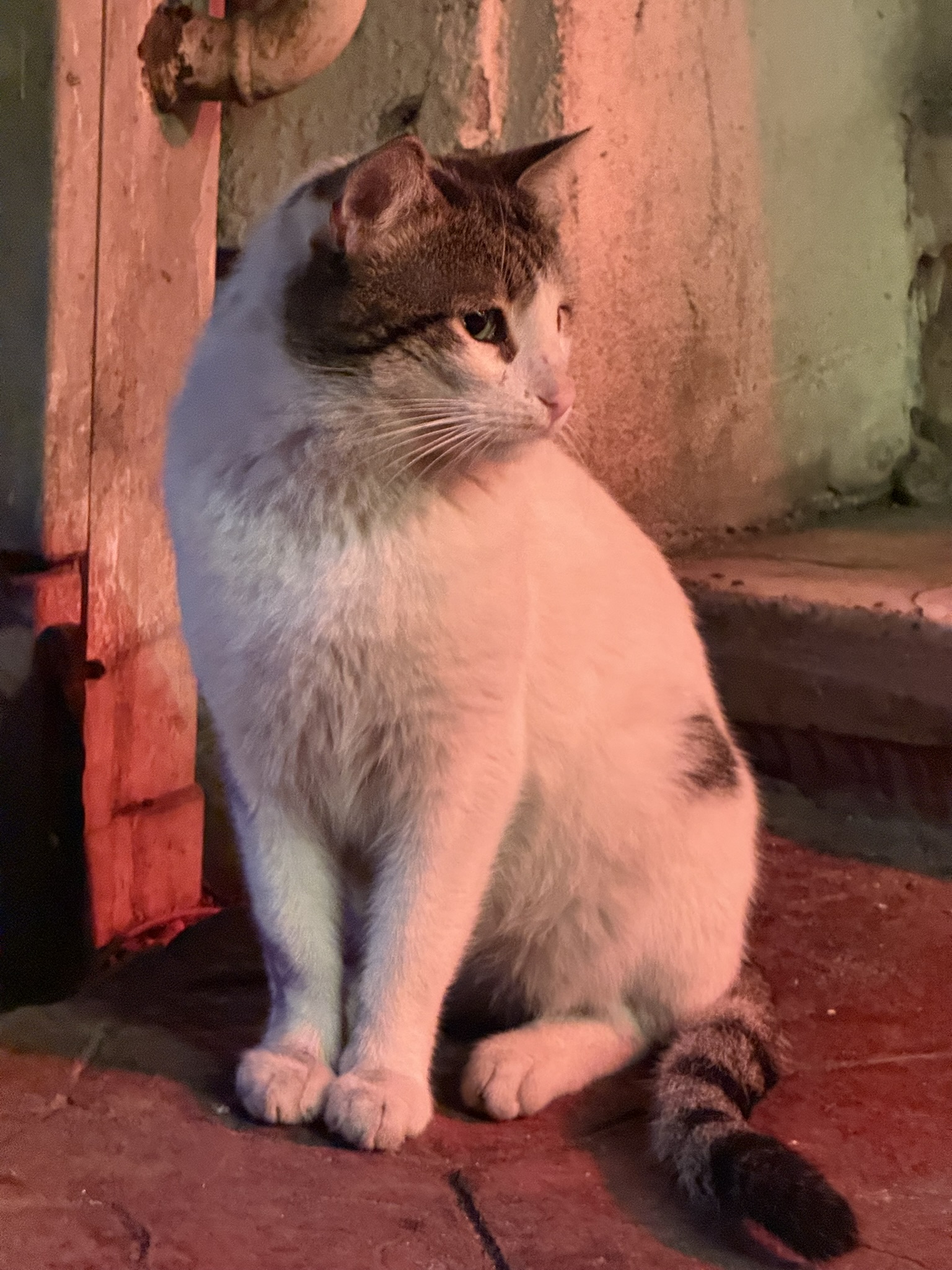 Cat in Istanbul