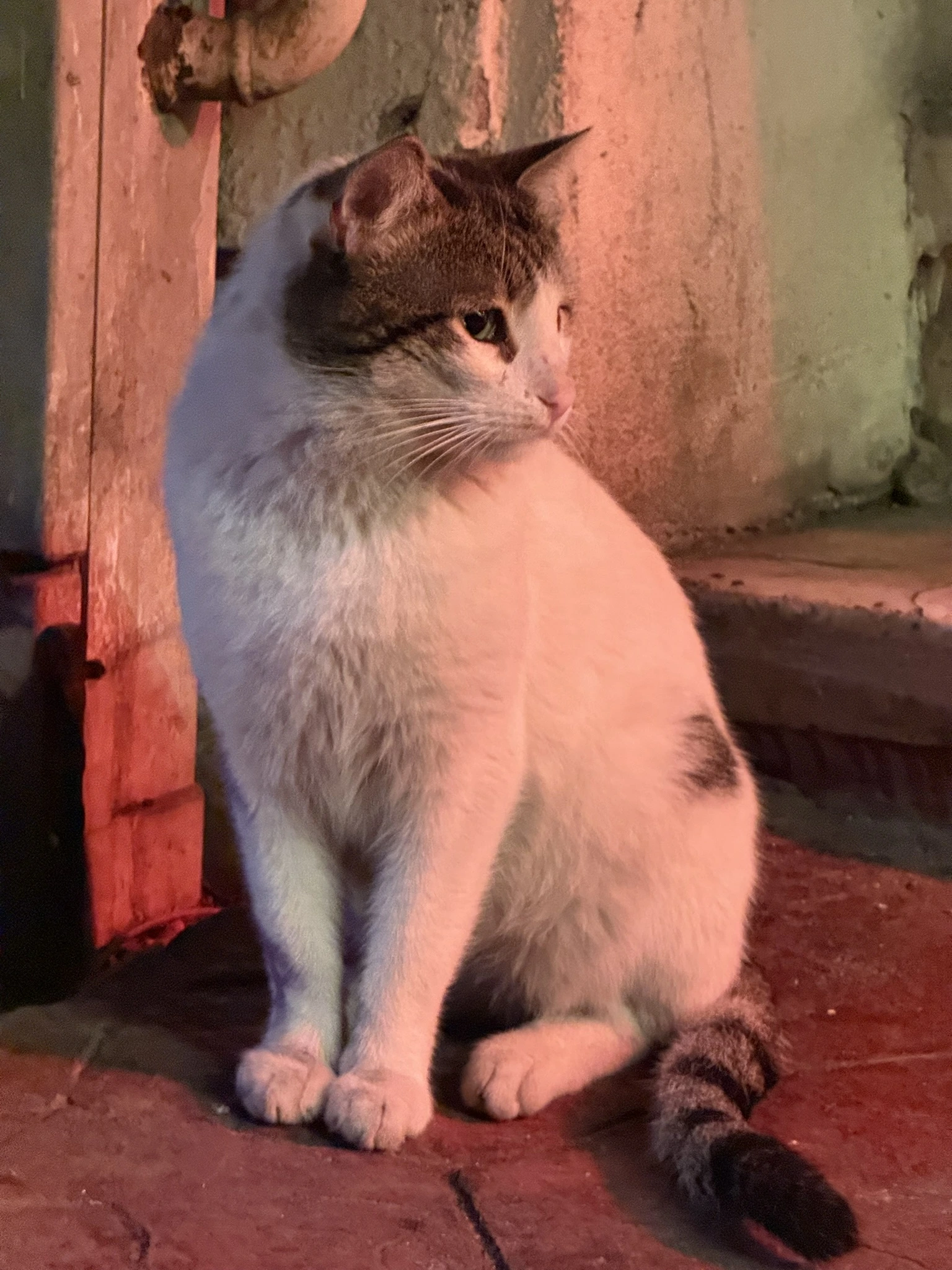 Cat in Istanbul