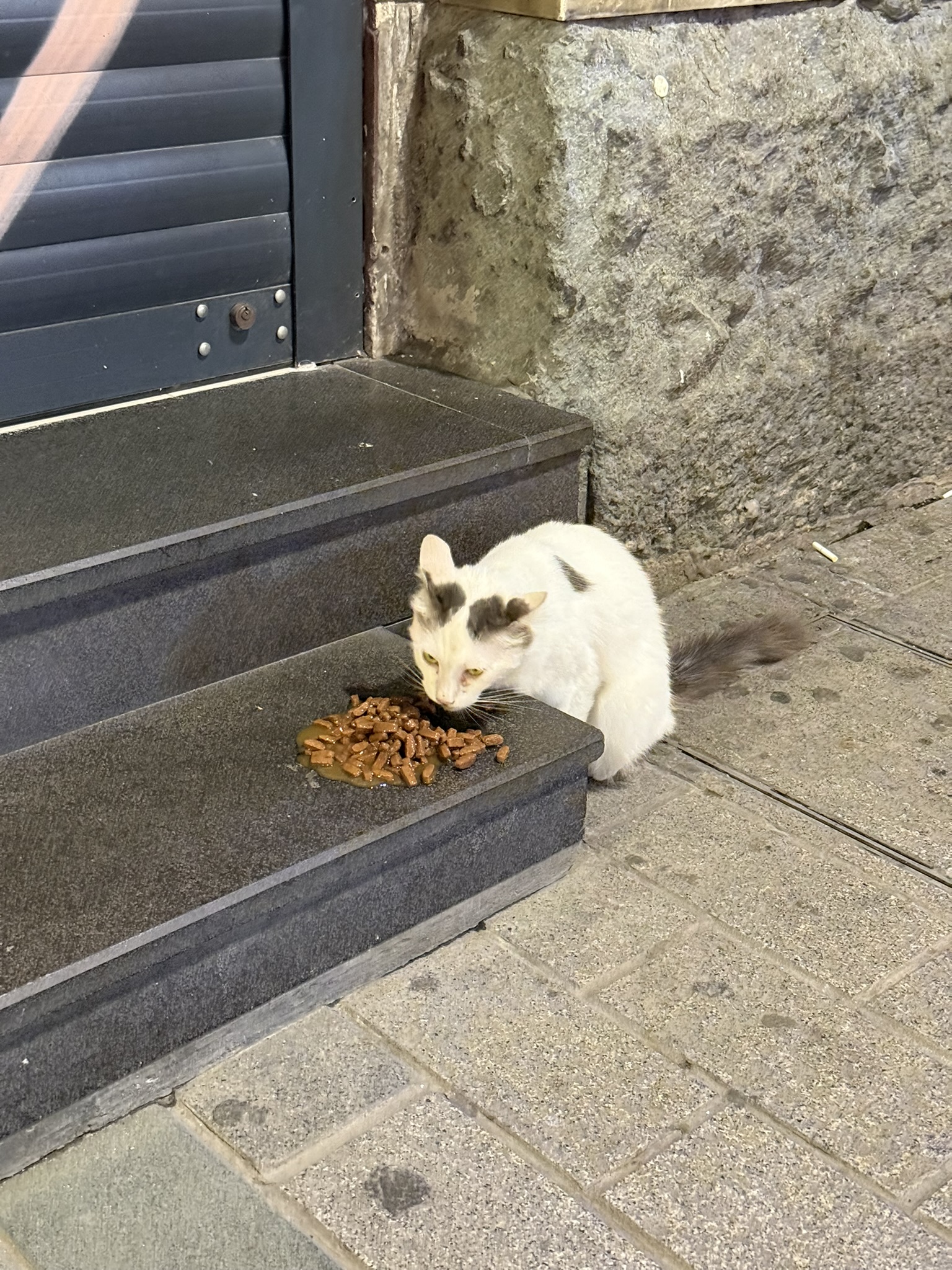 Cat in Istanbul