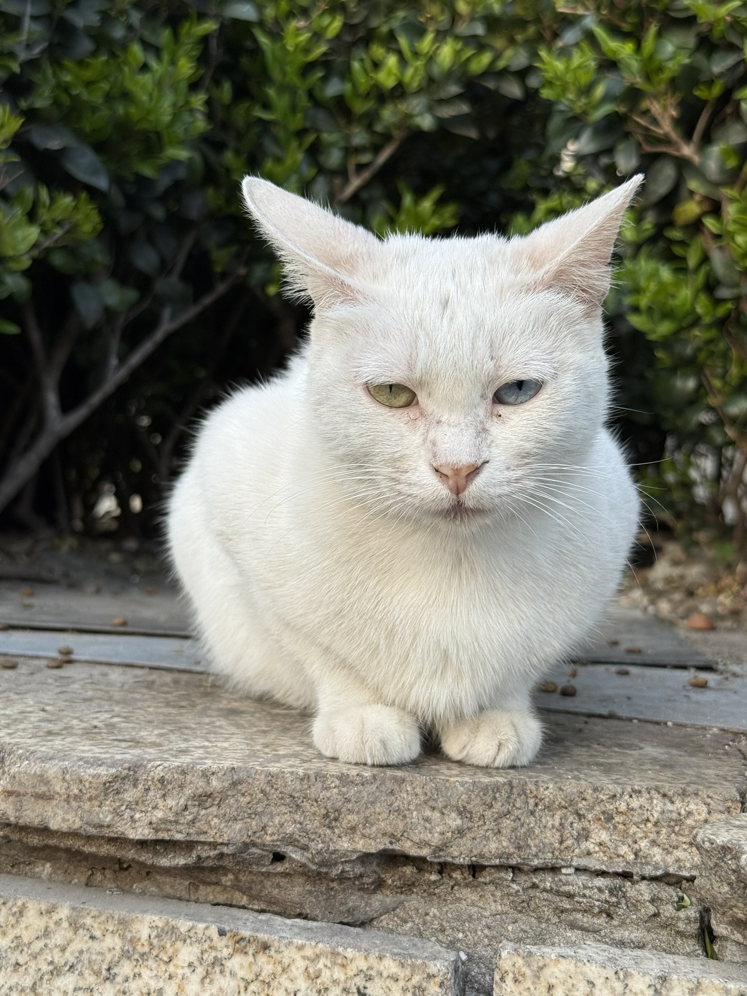 Cat in Shanghai