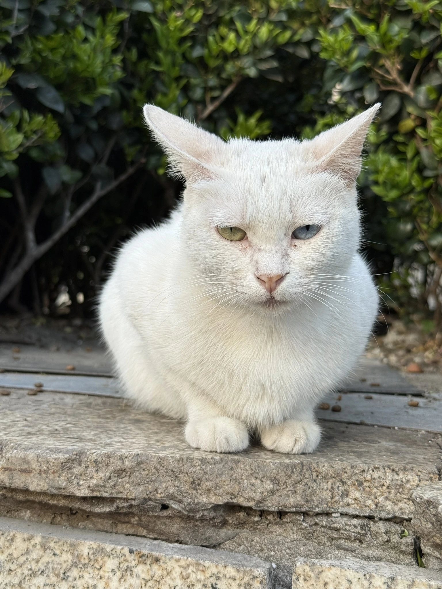 Cat in Shanghai