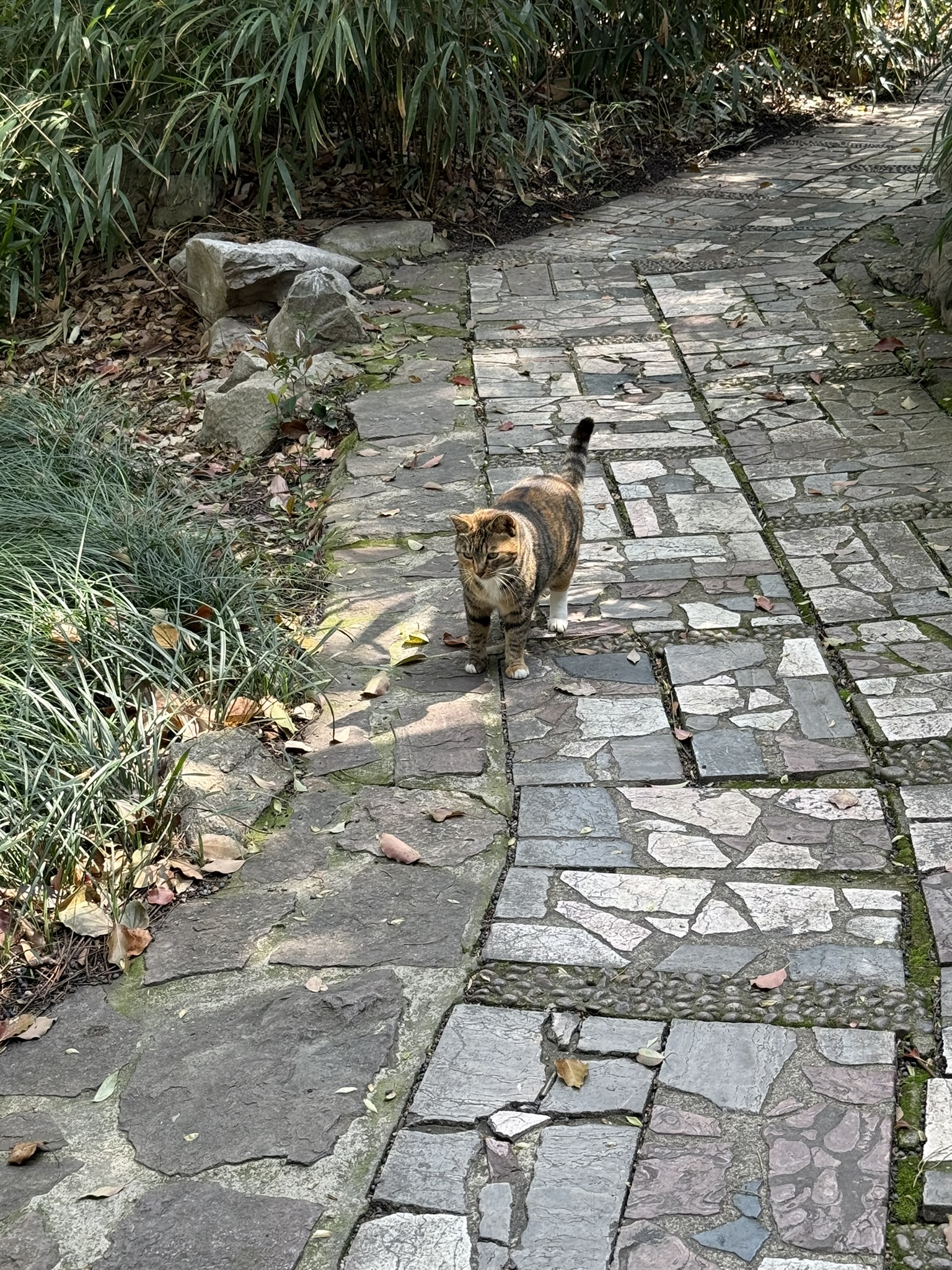 Cat in Shanghai