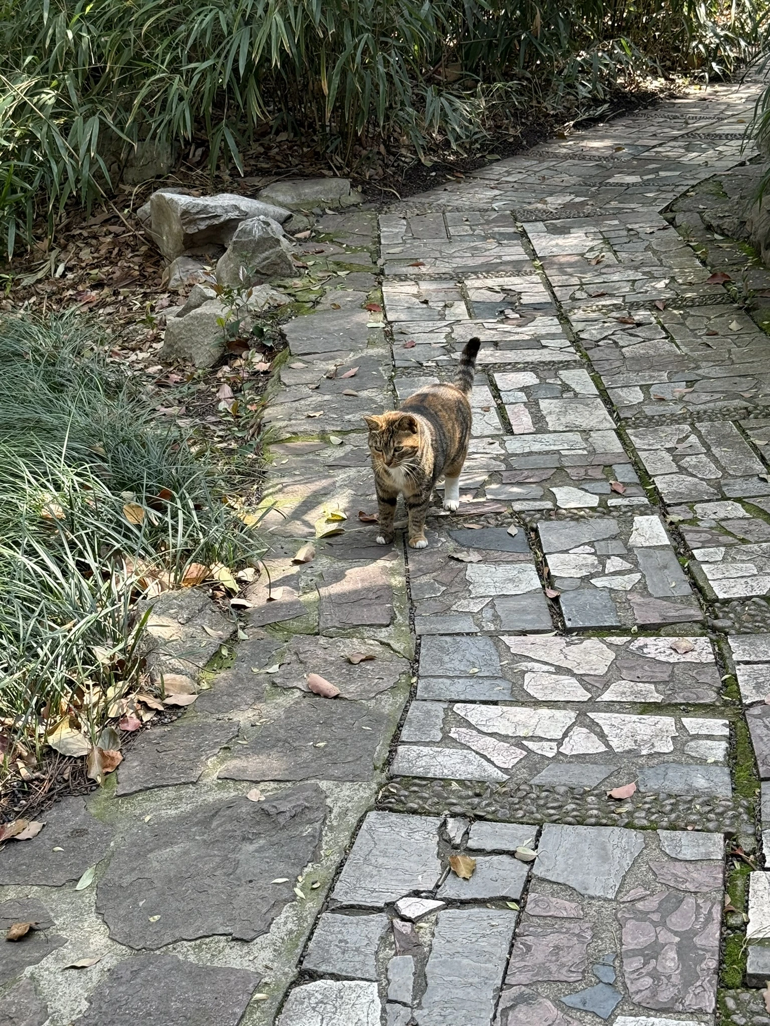 Cat in Shanghai