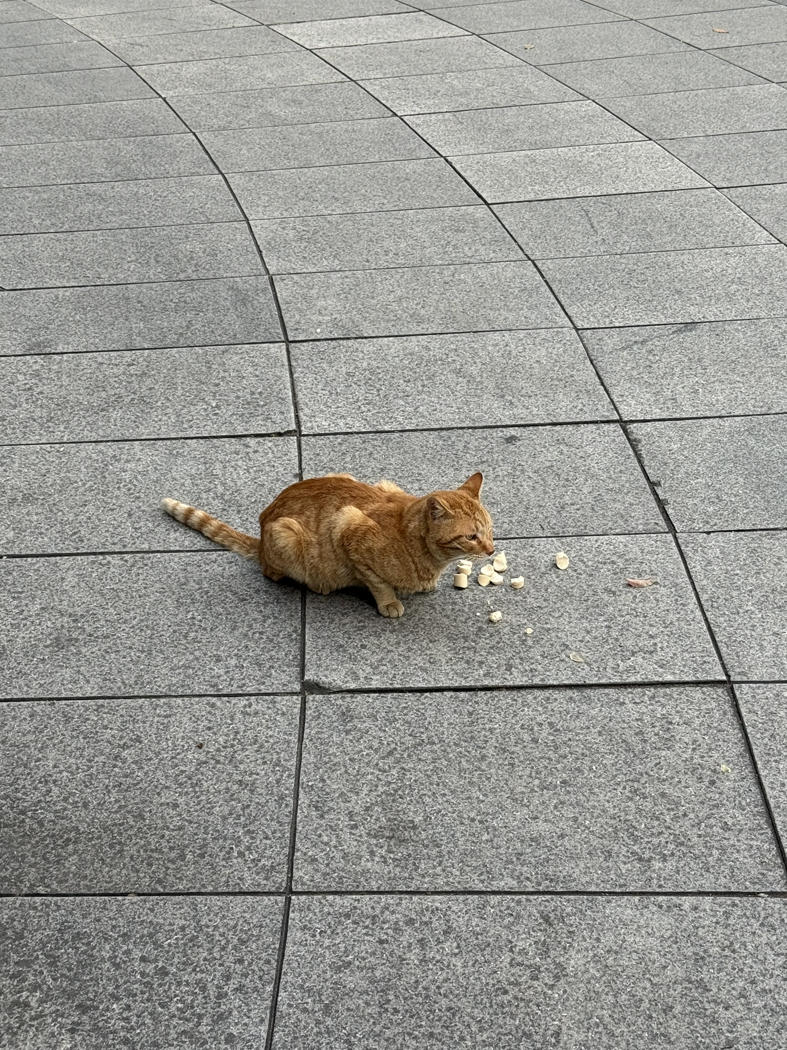 Cat in Shanghai