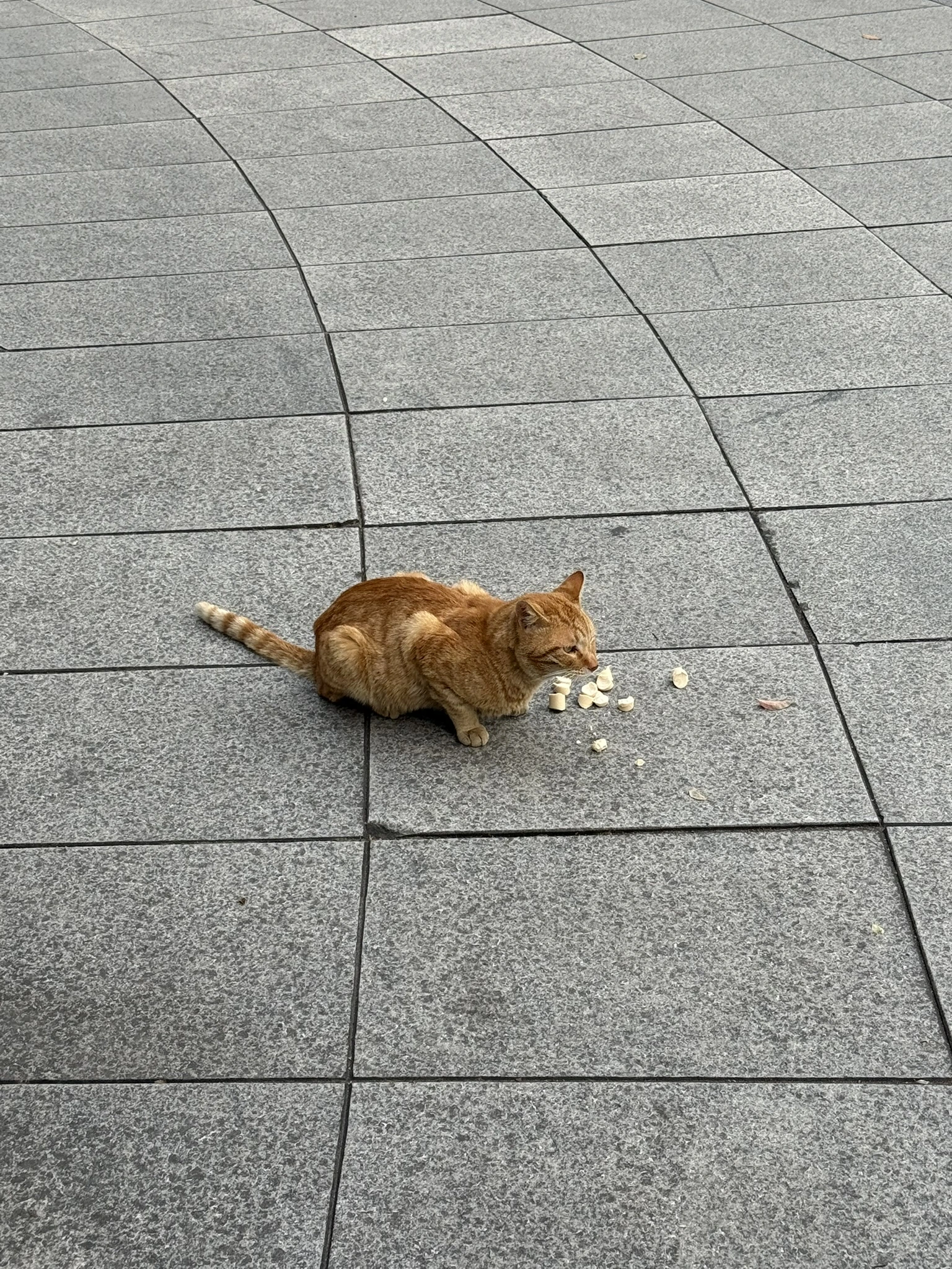 Cat in Shanghai