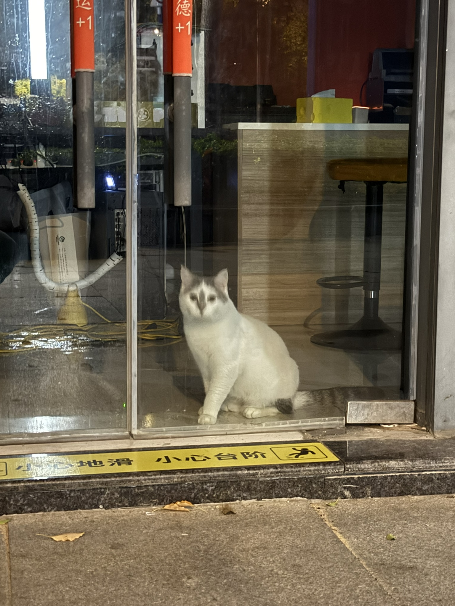 Cat in Shanghai