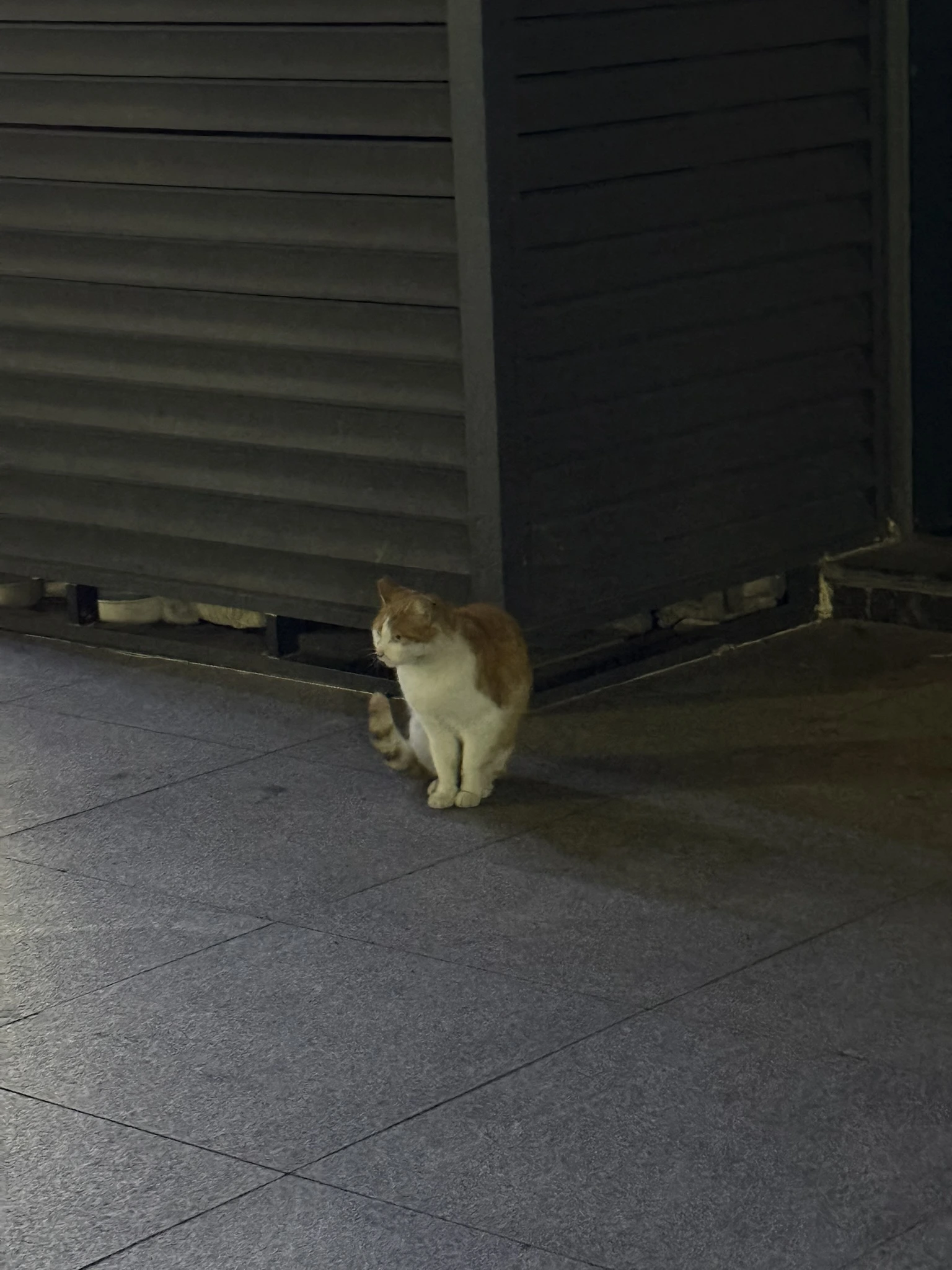 Cats of Shanghai