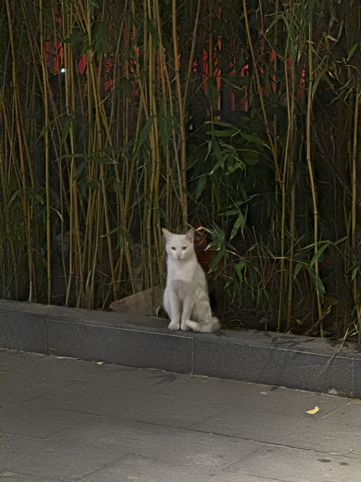 Cat in Shanghai