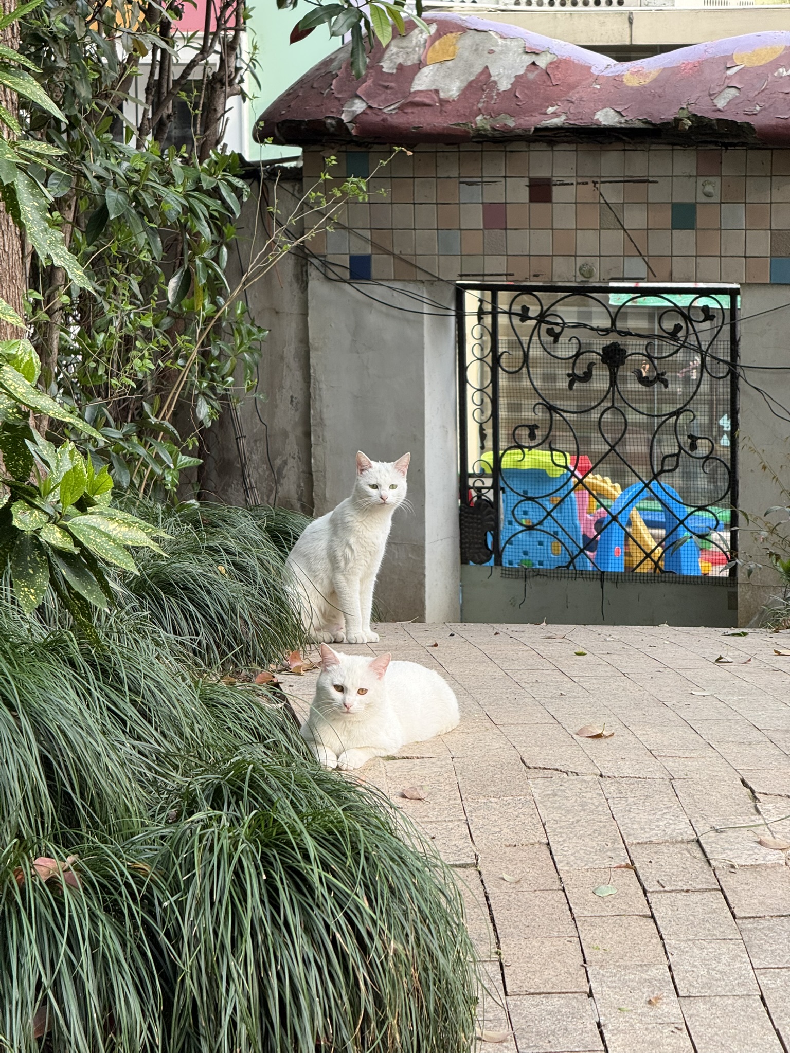 Cat in Shanghai