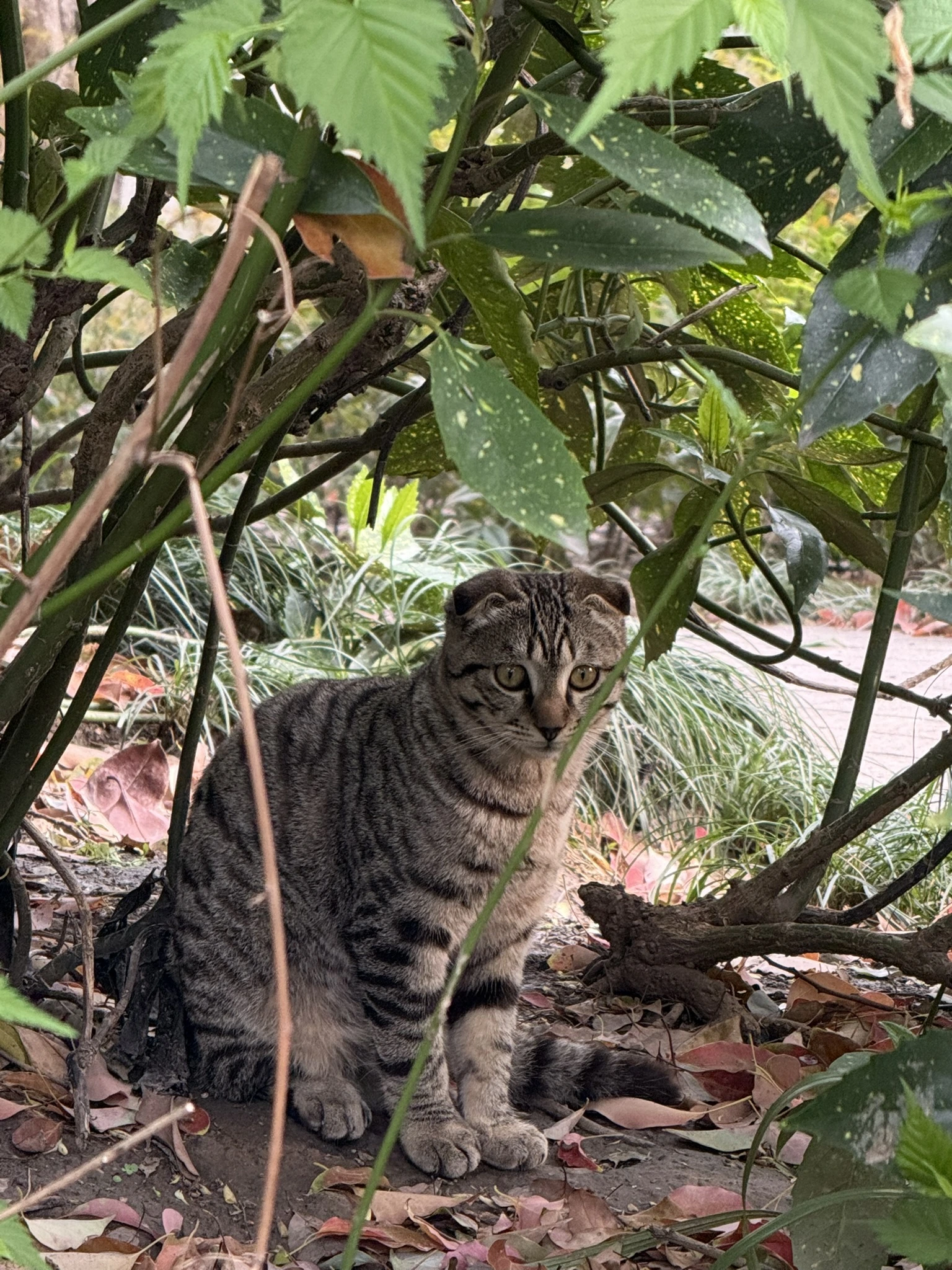 Cat in Shanghai