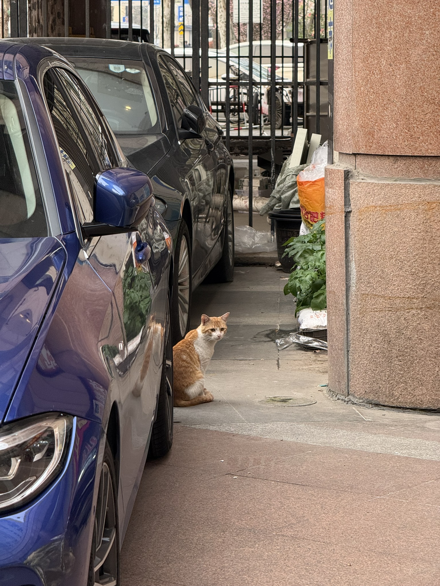 Cat in Shanghai