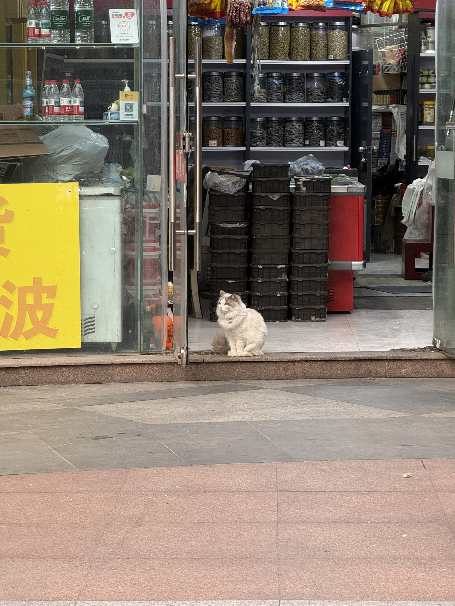 Cat in Shanghai