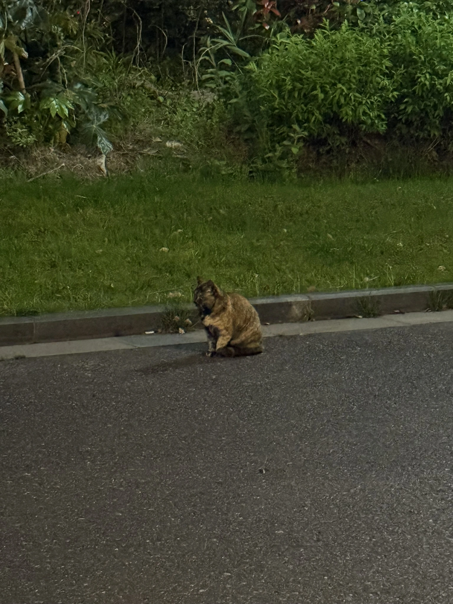 Cat in Shanghai