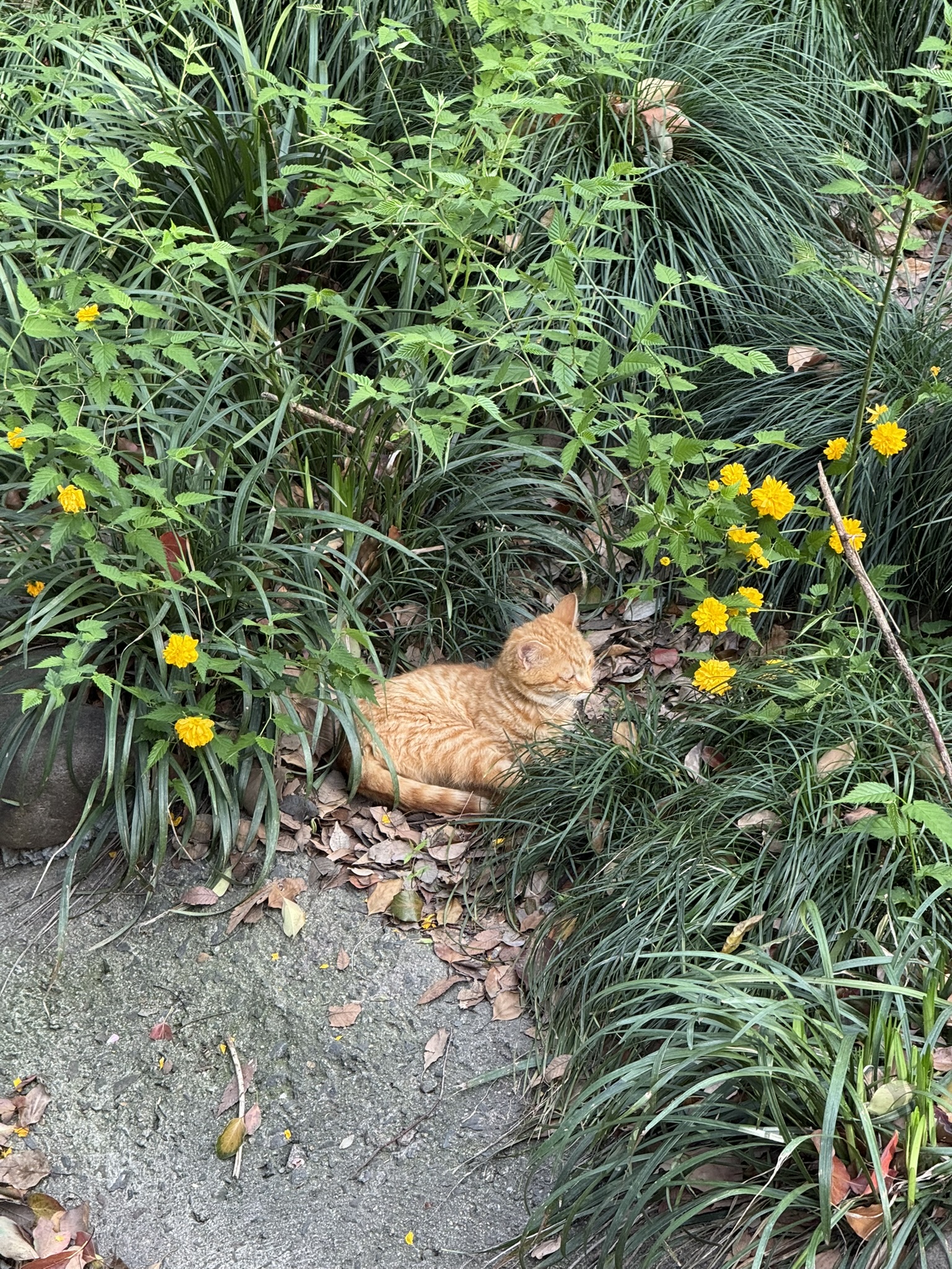 Cat in Shanghai